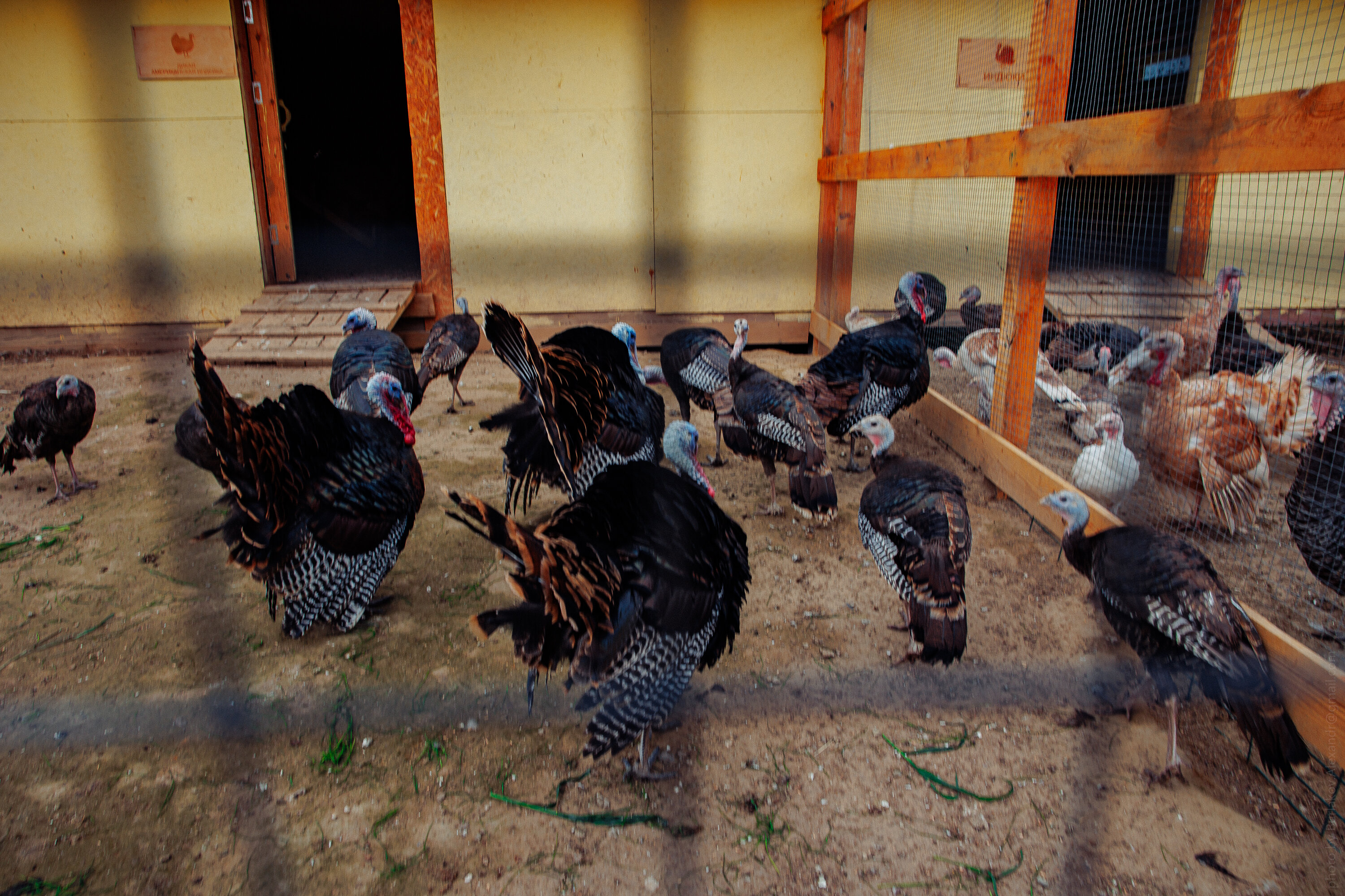 Фото БлагоДача