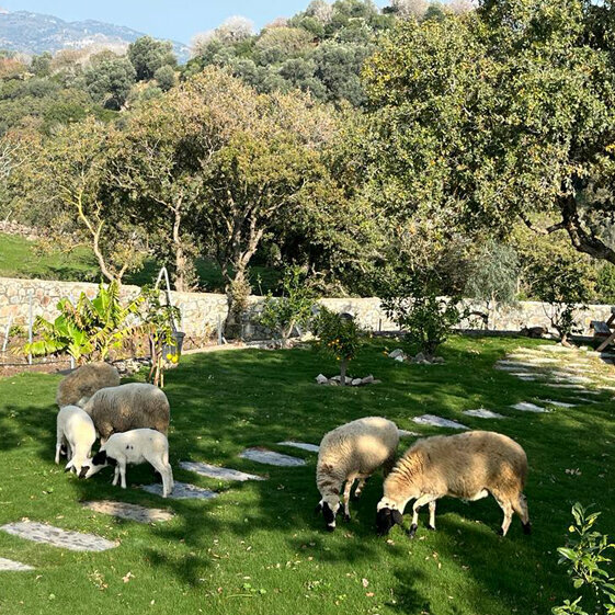Agricultural enterprise Leleg, Istanbul, photo