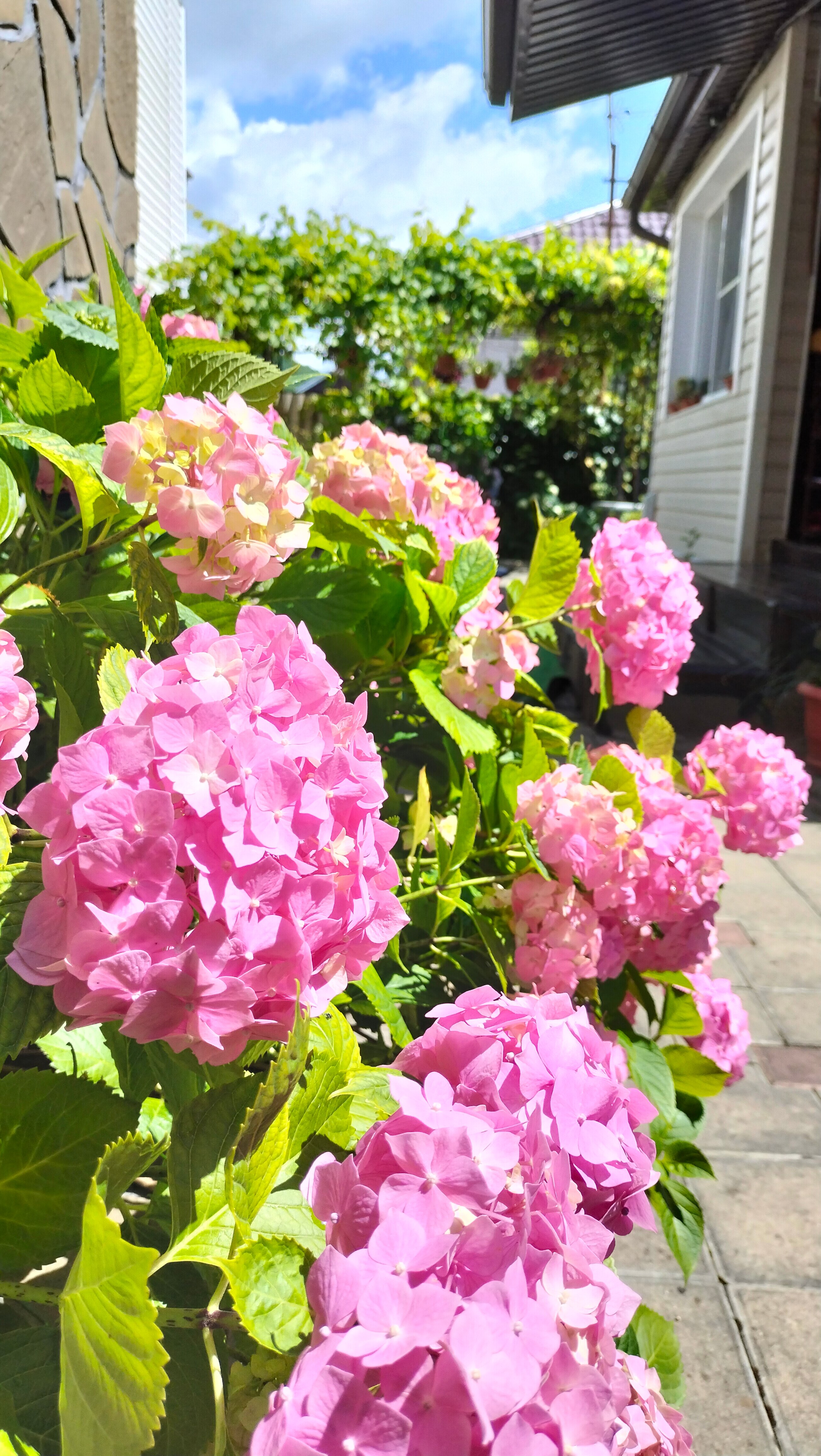 Фото Киркоров Сити