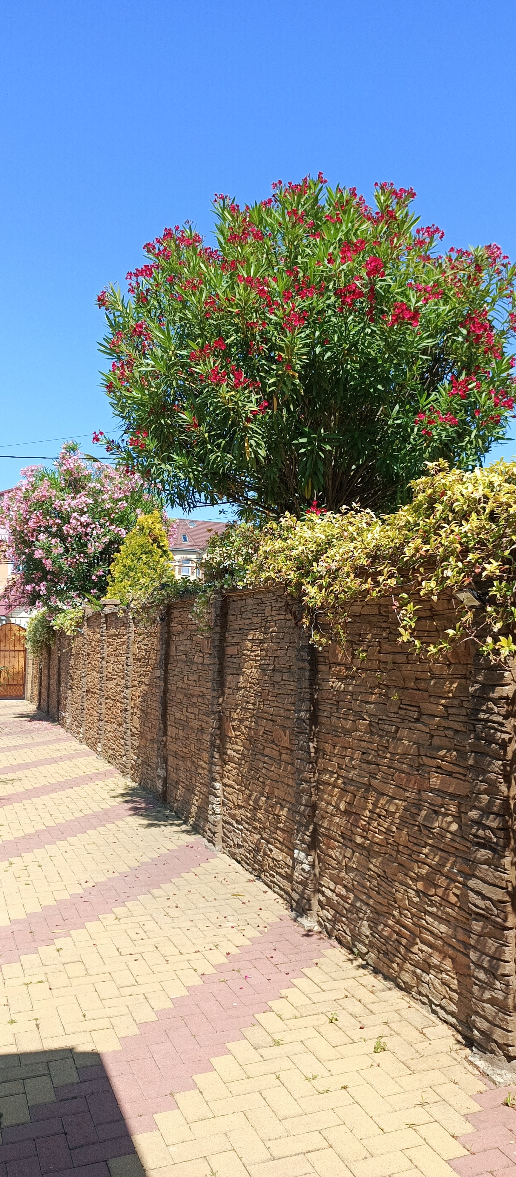 Фото Гринго