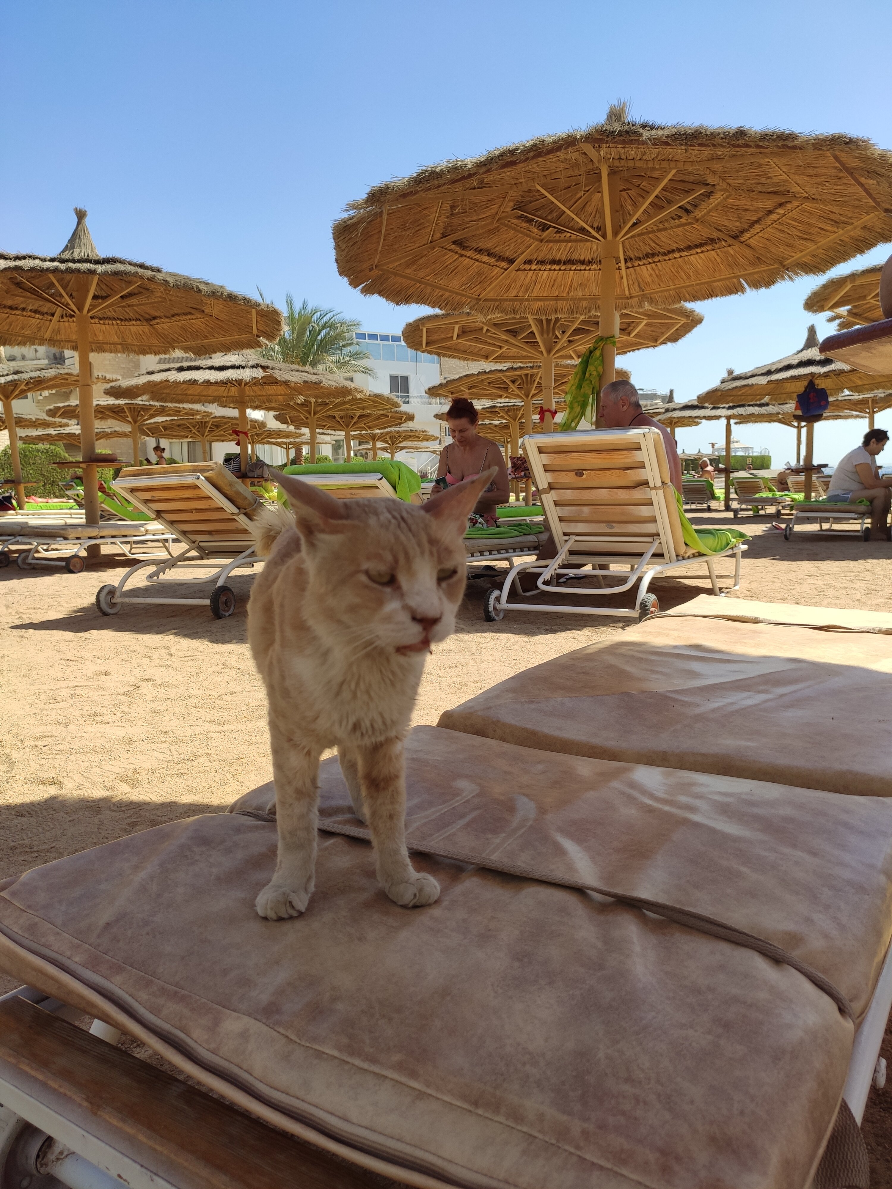 Фото Seagull Beach Resort