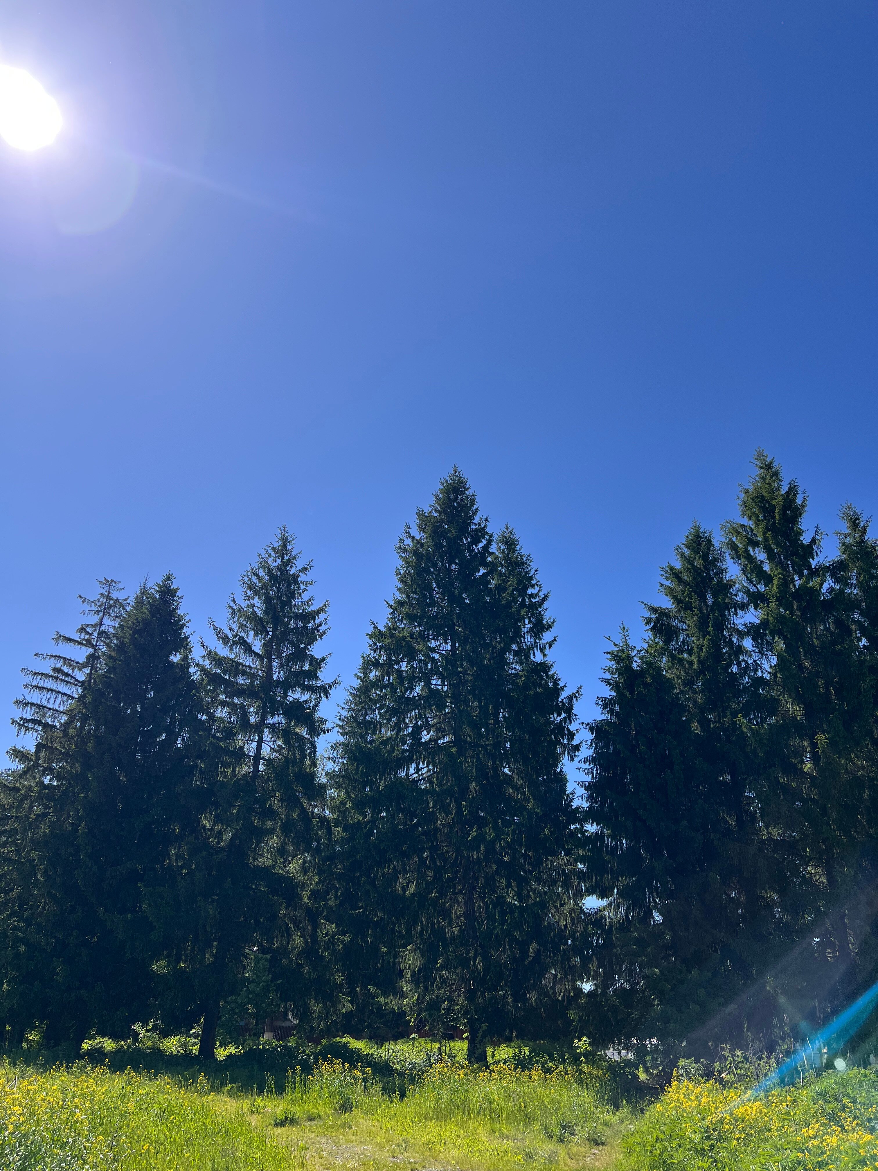 Фото Forest Village