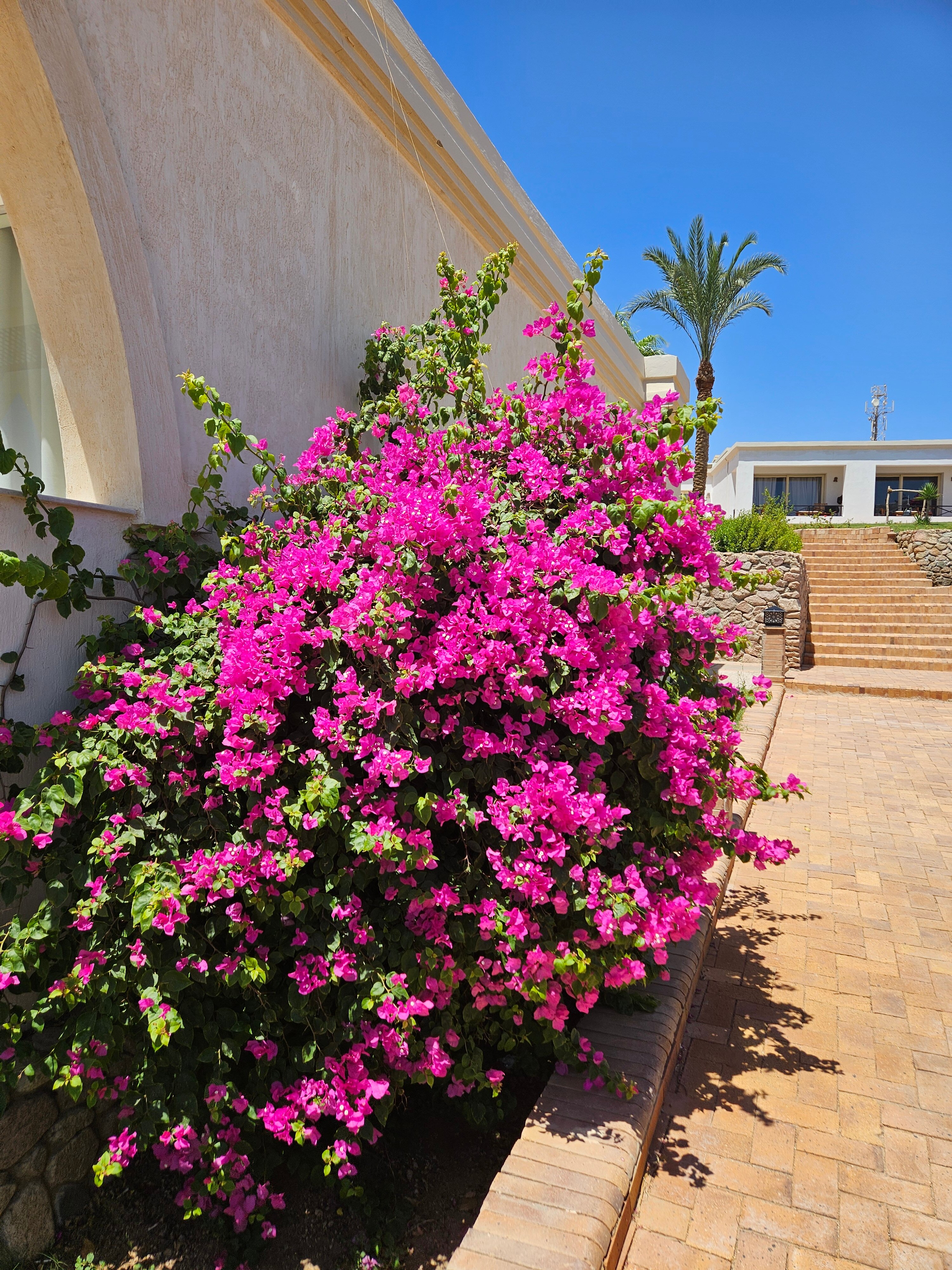 Фото Club Reef Resort