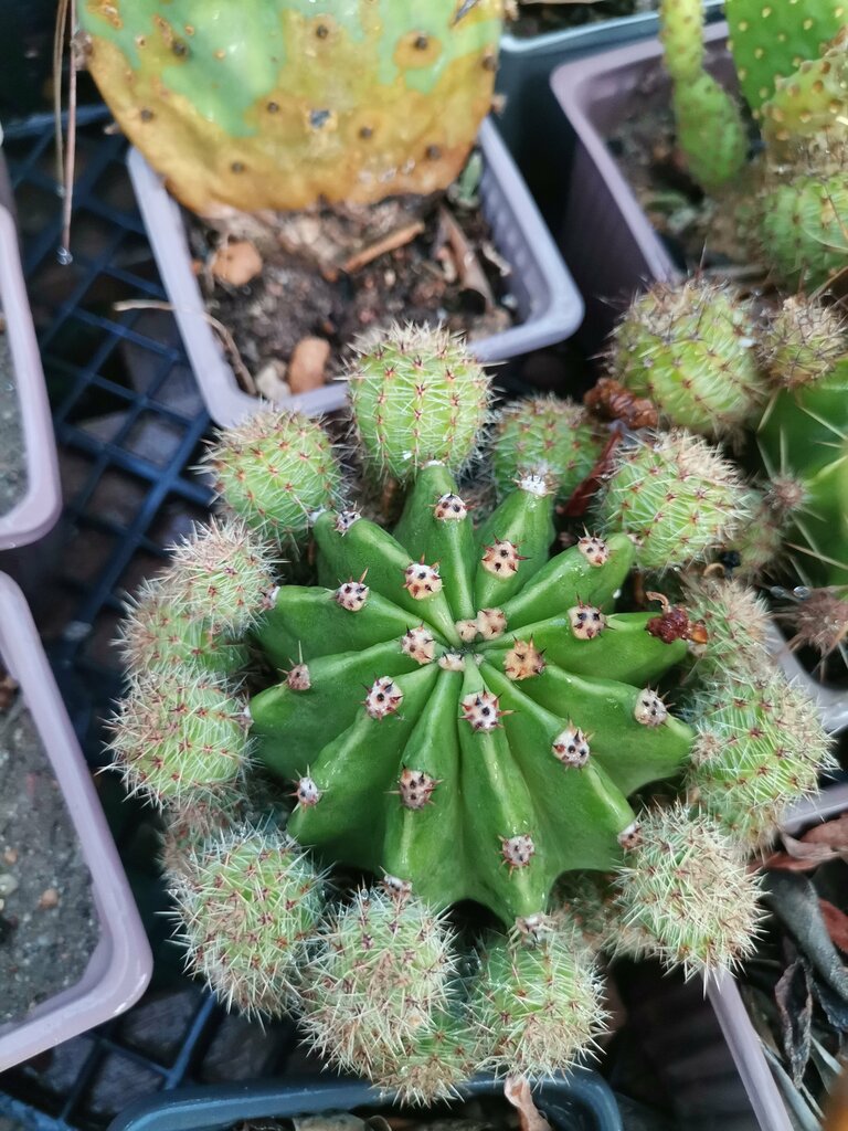 Cactus Greenhouse, garden center, İzmir, Foça, Yeniköy Mah., Yeniköy ...