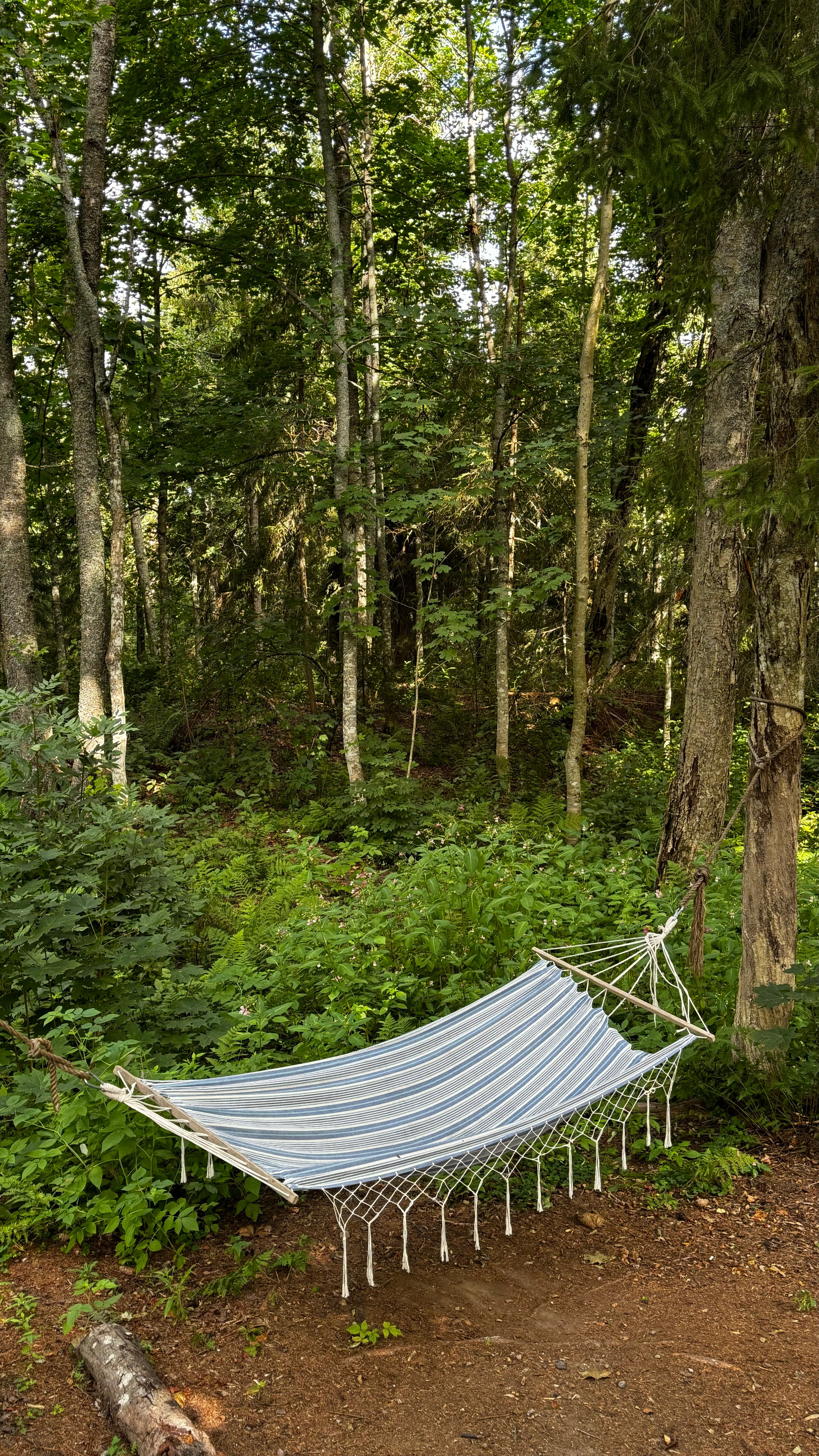 Фото Лес и Гора