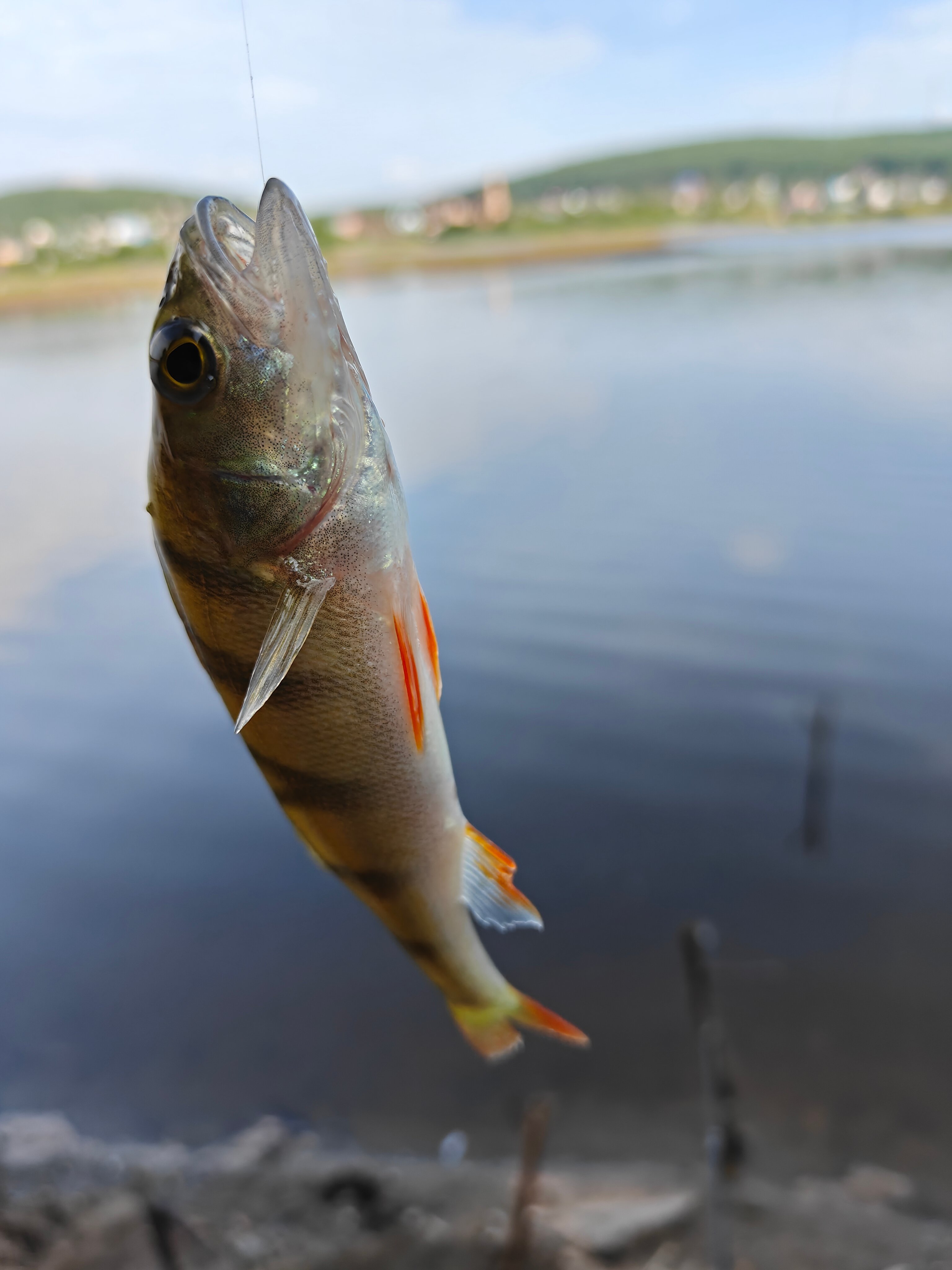 Фото Трубник