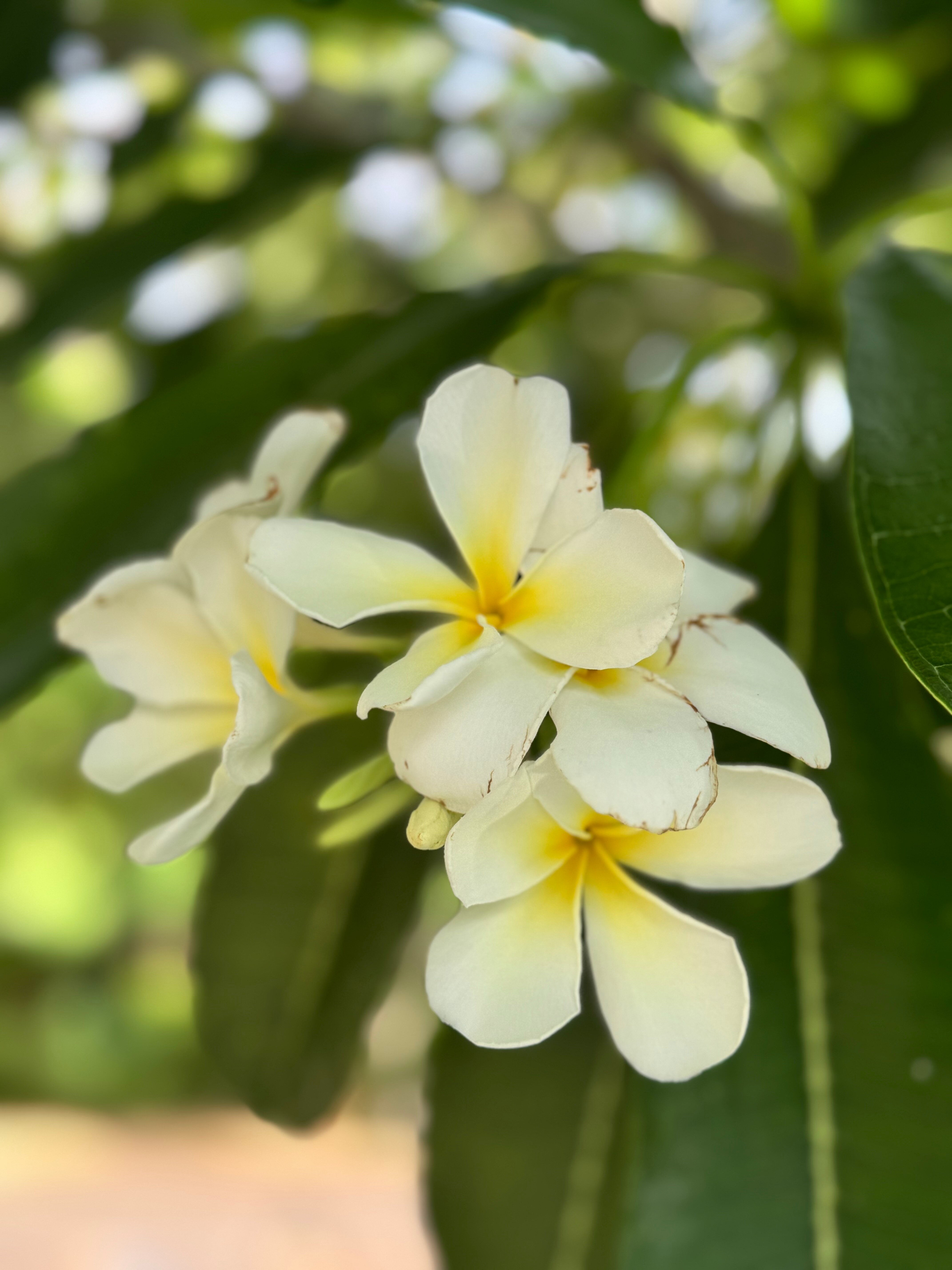 Фото Karon Sea Sands
