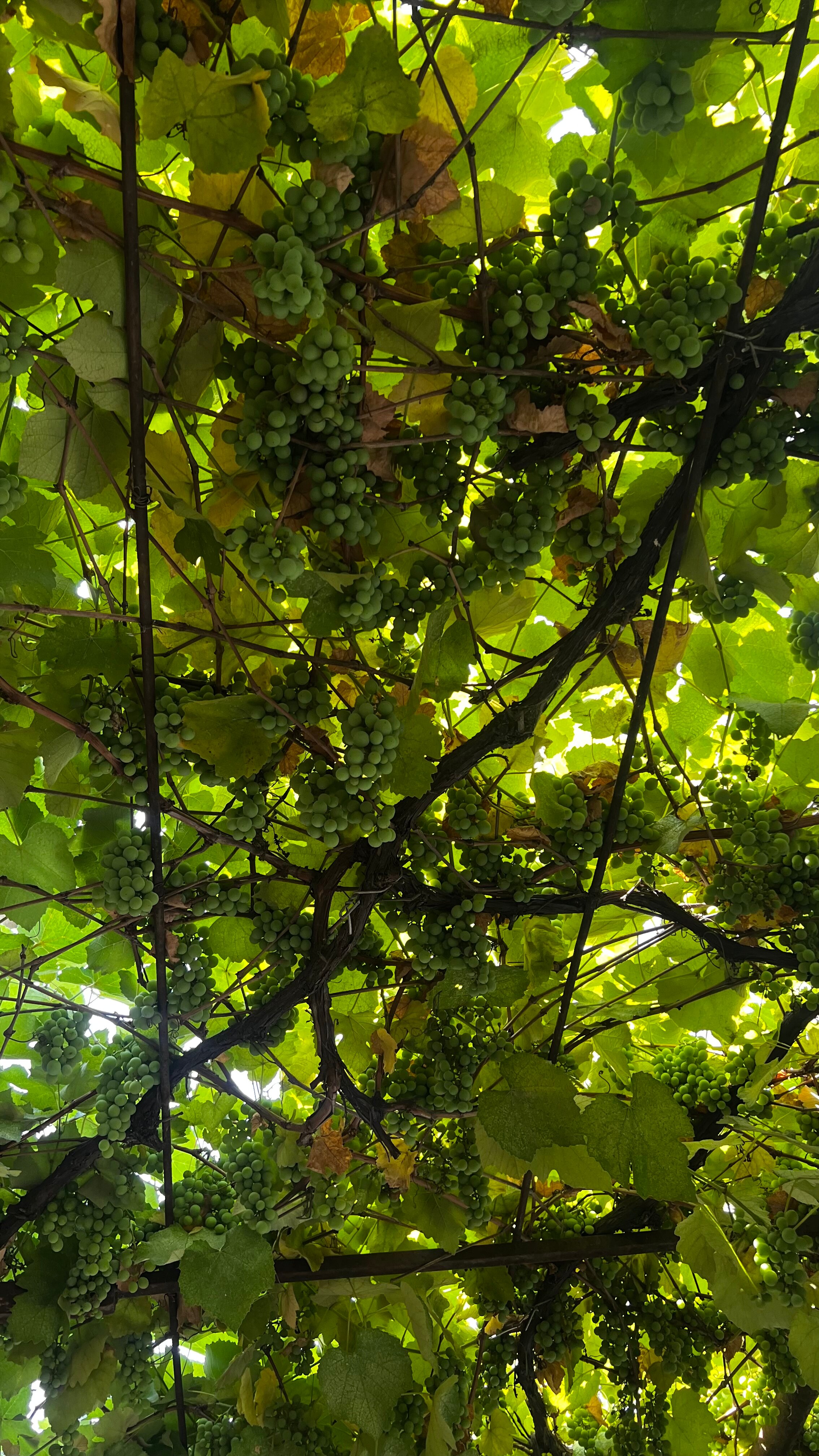 Фото Hotel Garden House