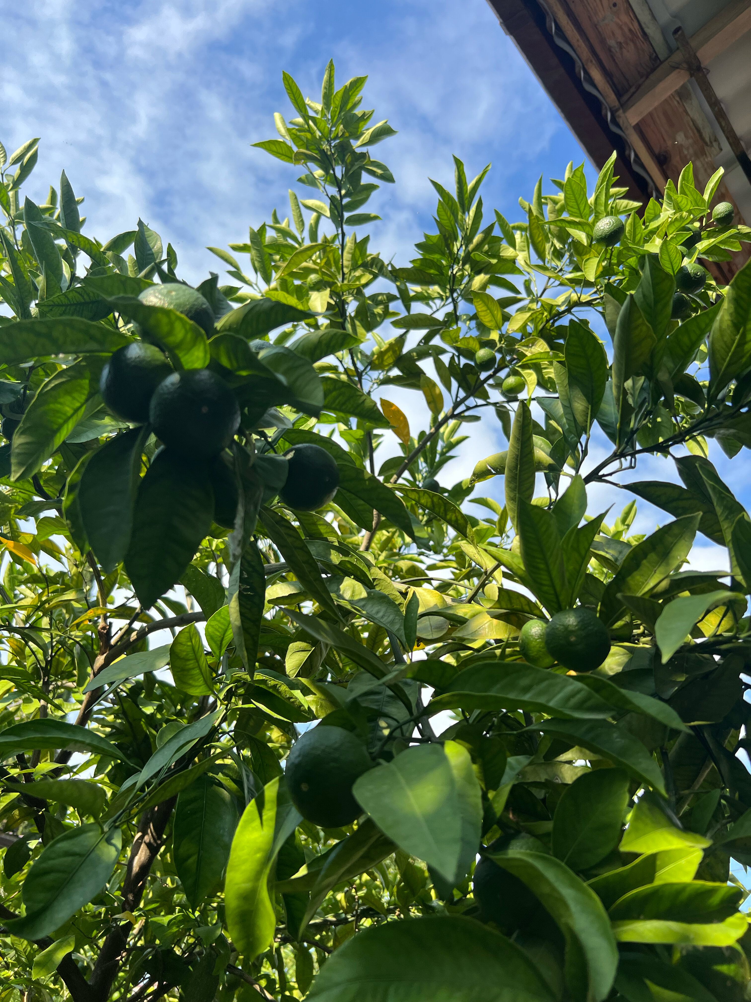 Фото Аджинджал