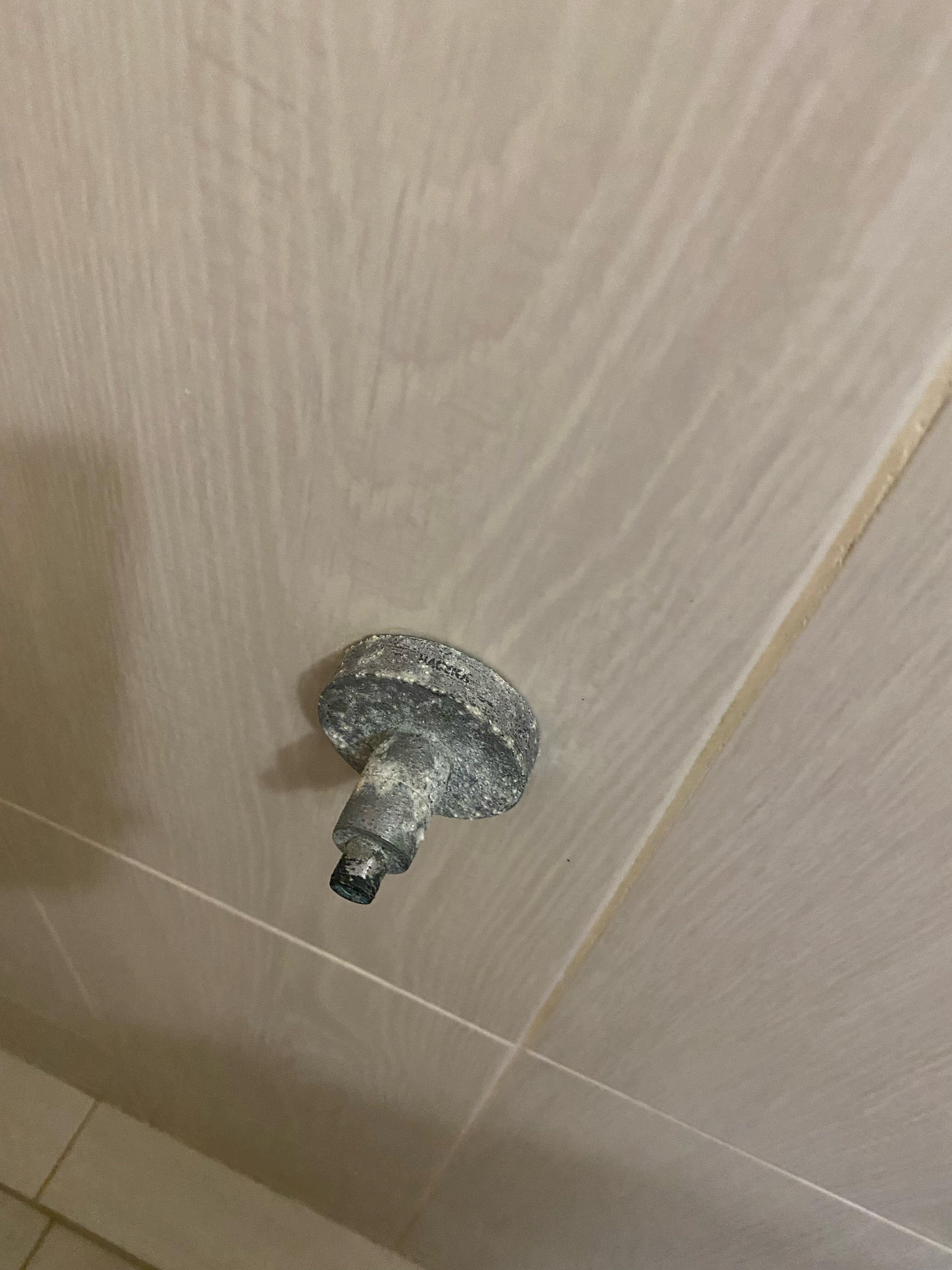 Фото Шафран