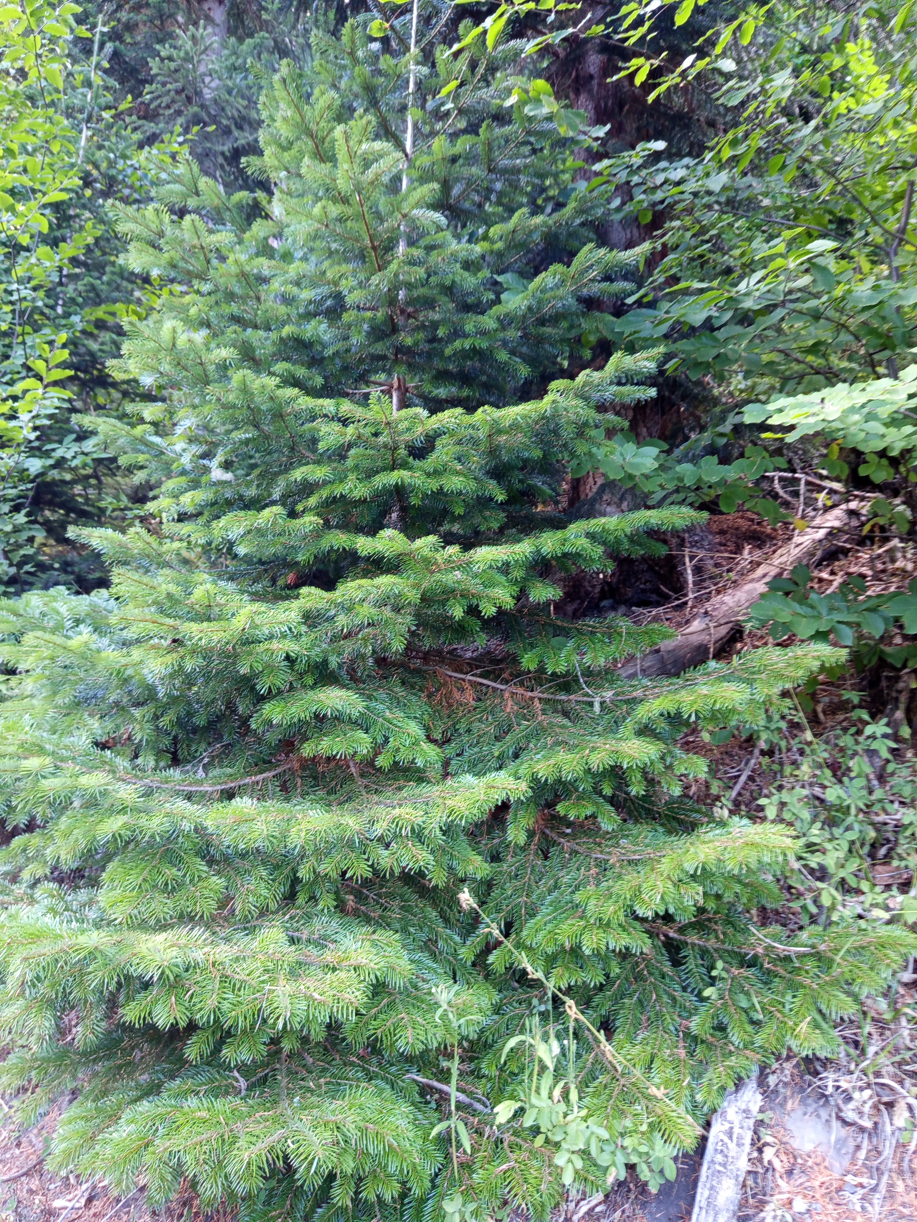 Фото Мимино