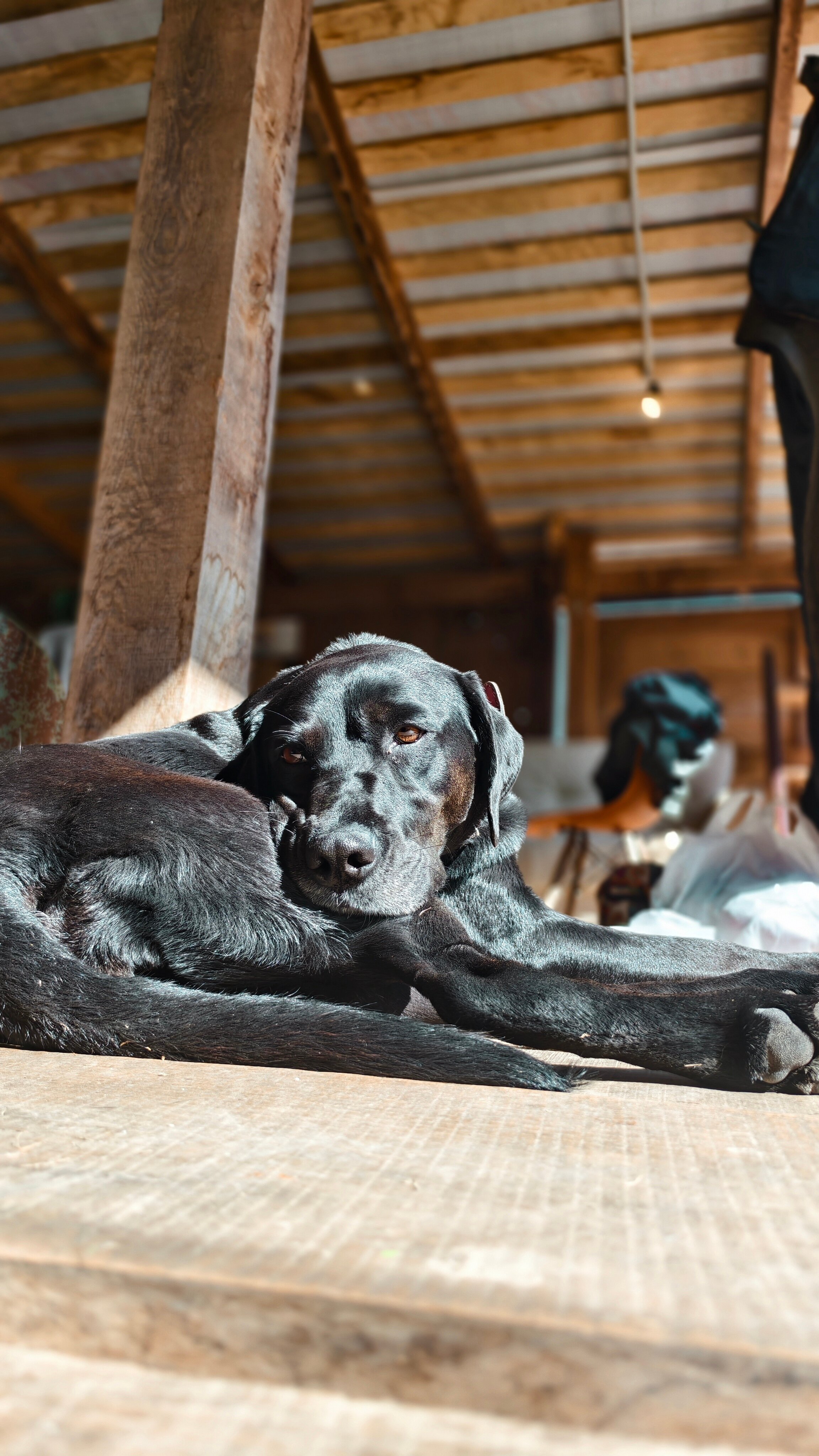 Фото Солярис