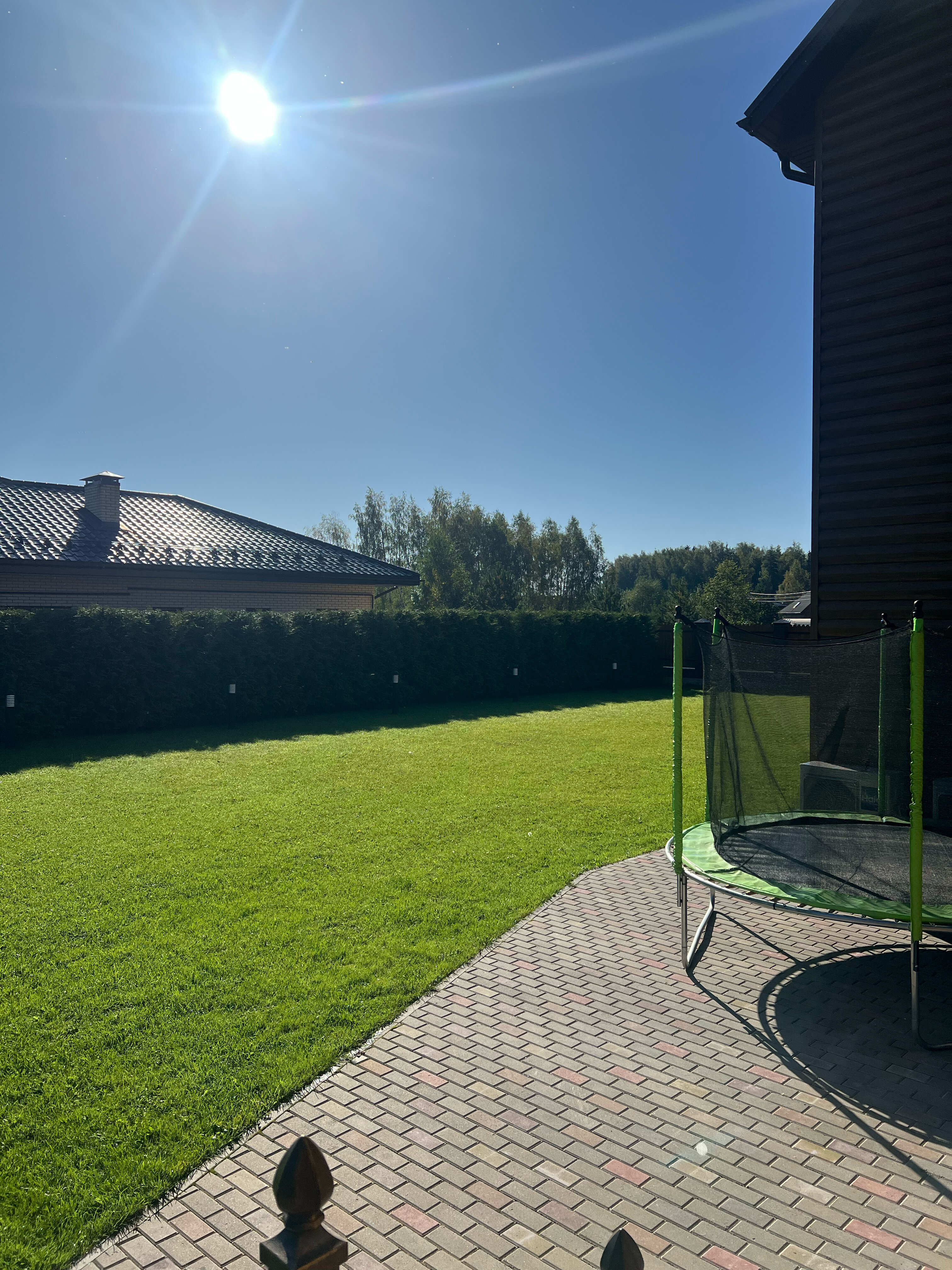 Фото Дельфин