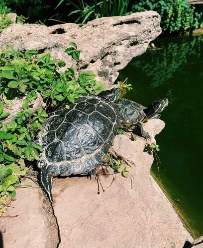 Гостиница Вилла Елена в Саках