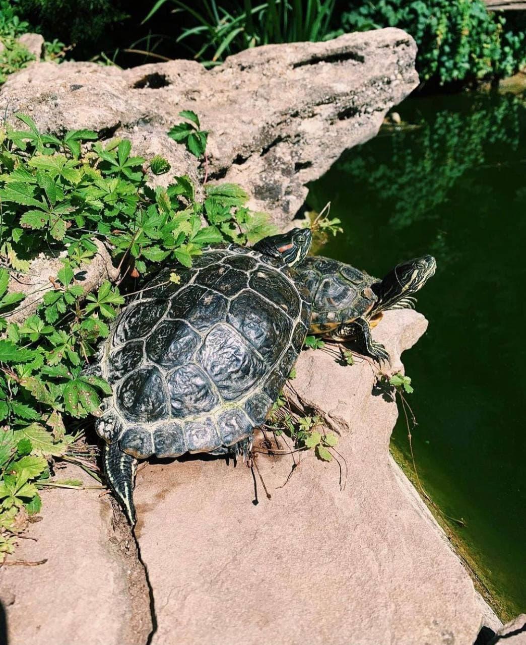 Фото Вилла Елена