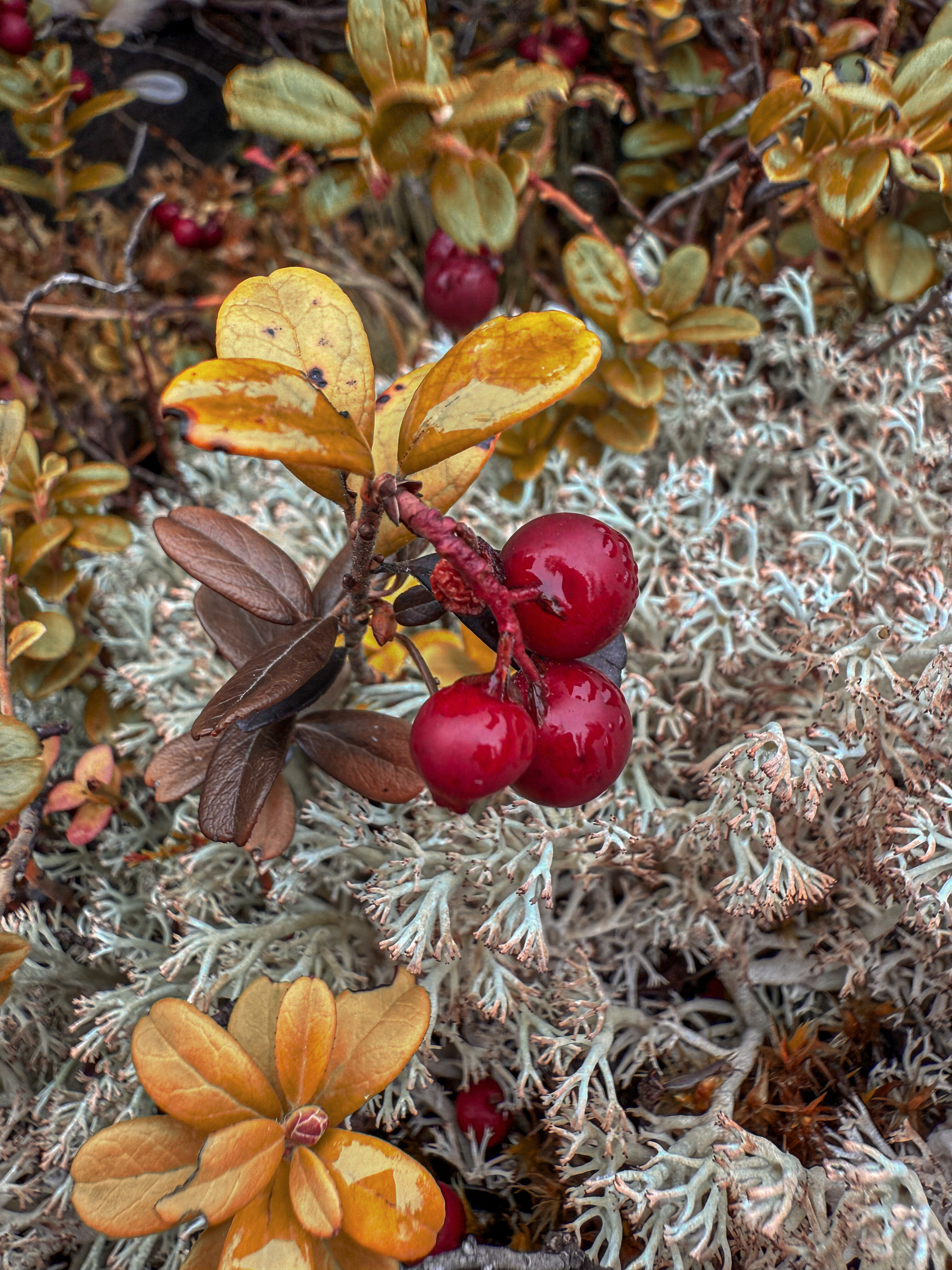Фото Карьяла Парк