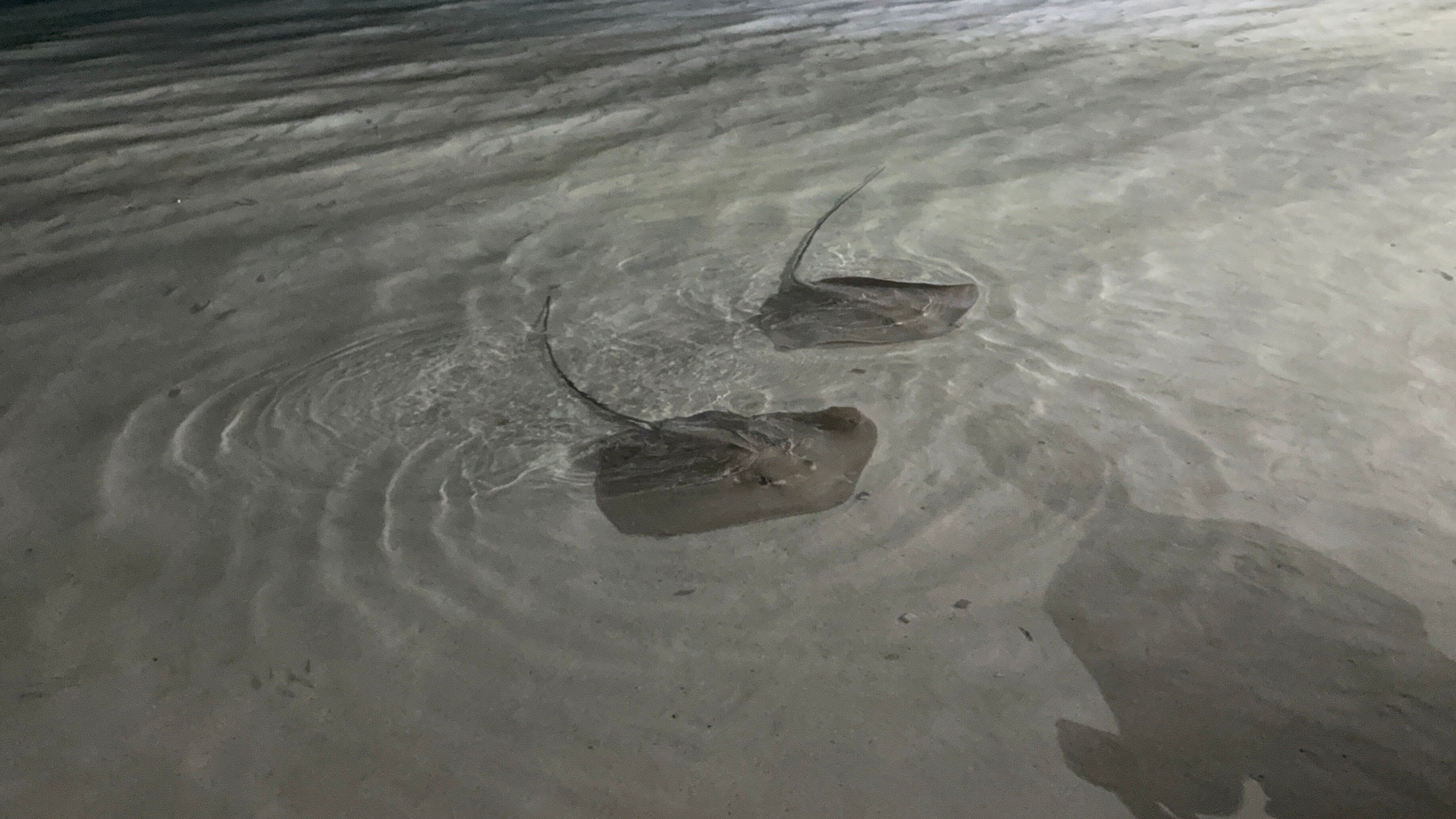 Фото Araamu Hotels Maldives