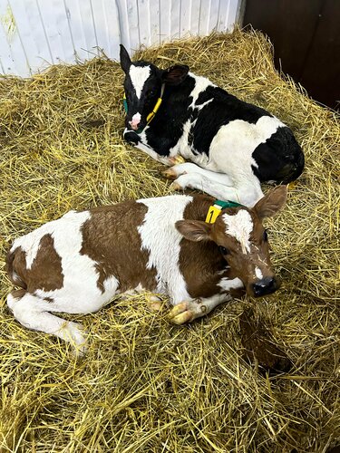 Жетілген аналармен HD порно