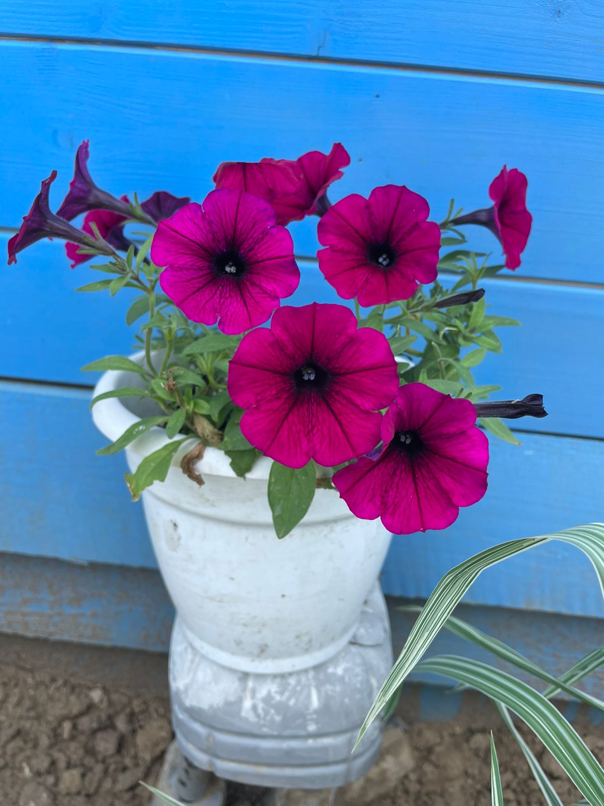 Фото 7 Ветров