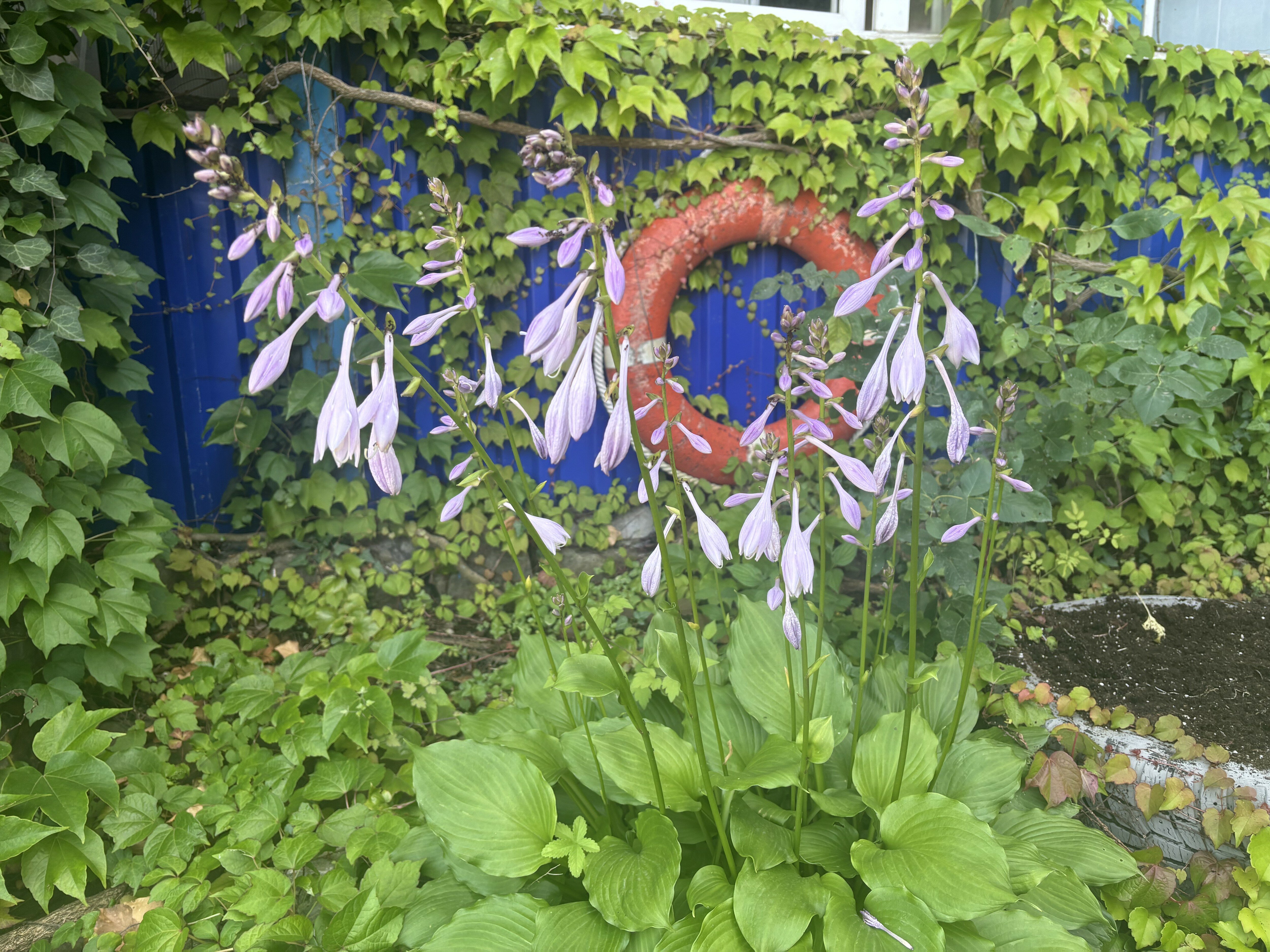 Фото Борсаак