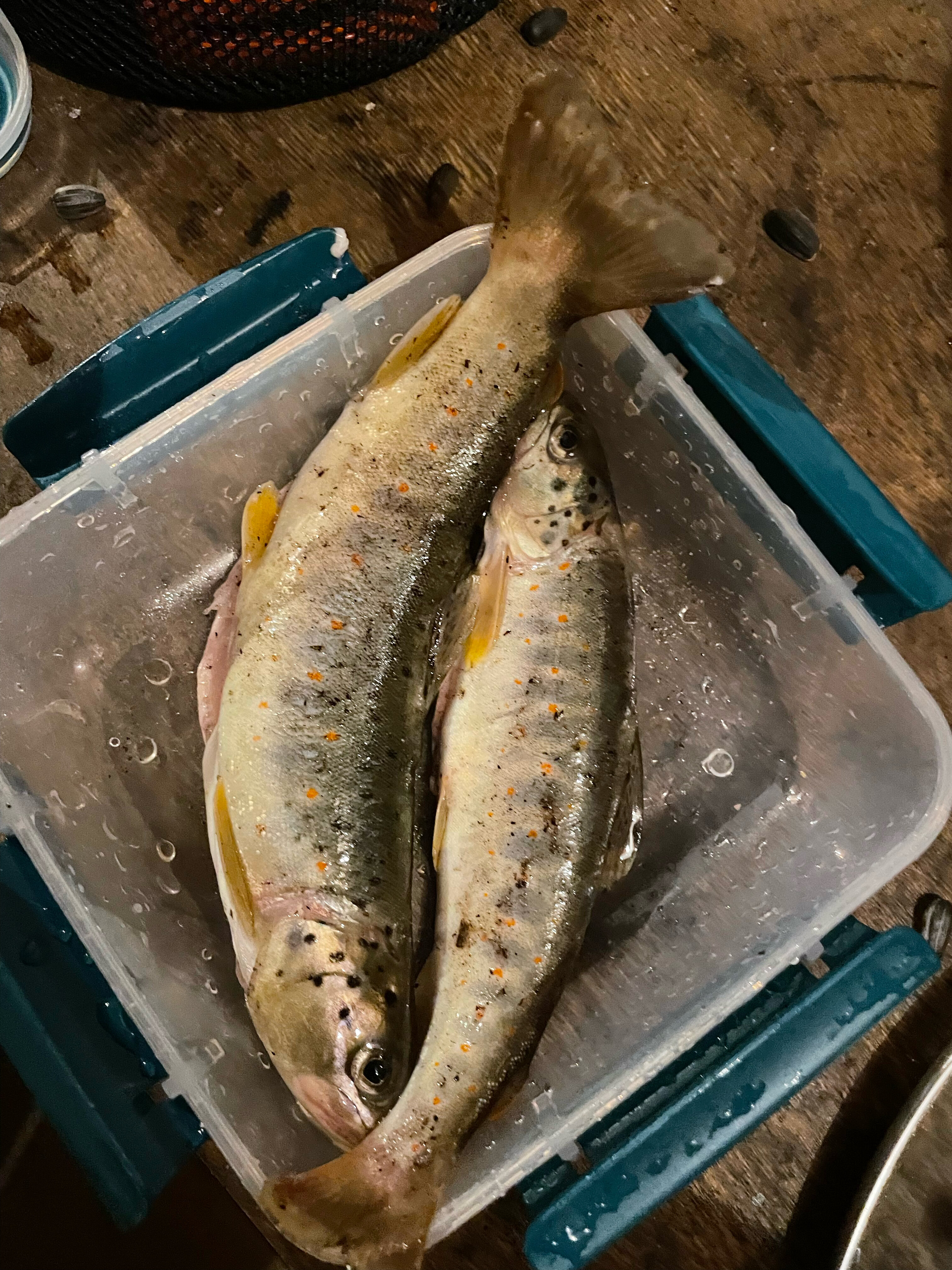 Фото Солярис