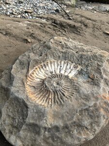 Valley of the ammonites (Republic of Adygea, Maykopsky District, A-159, 33-kilometr), landmark, attraction