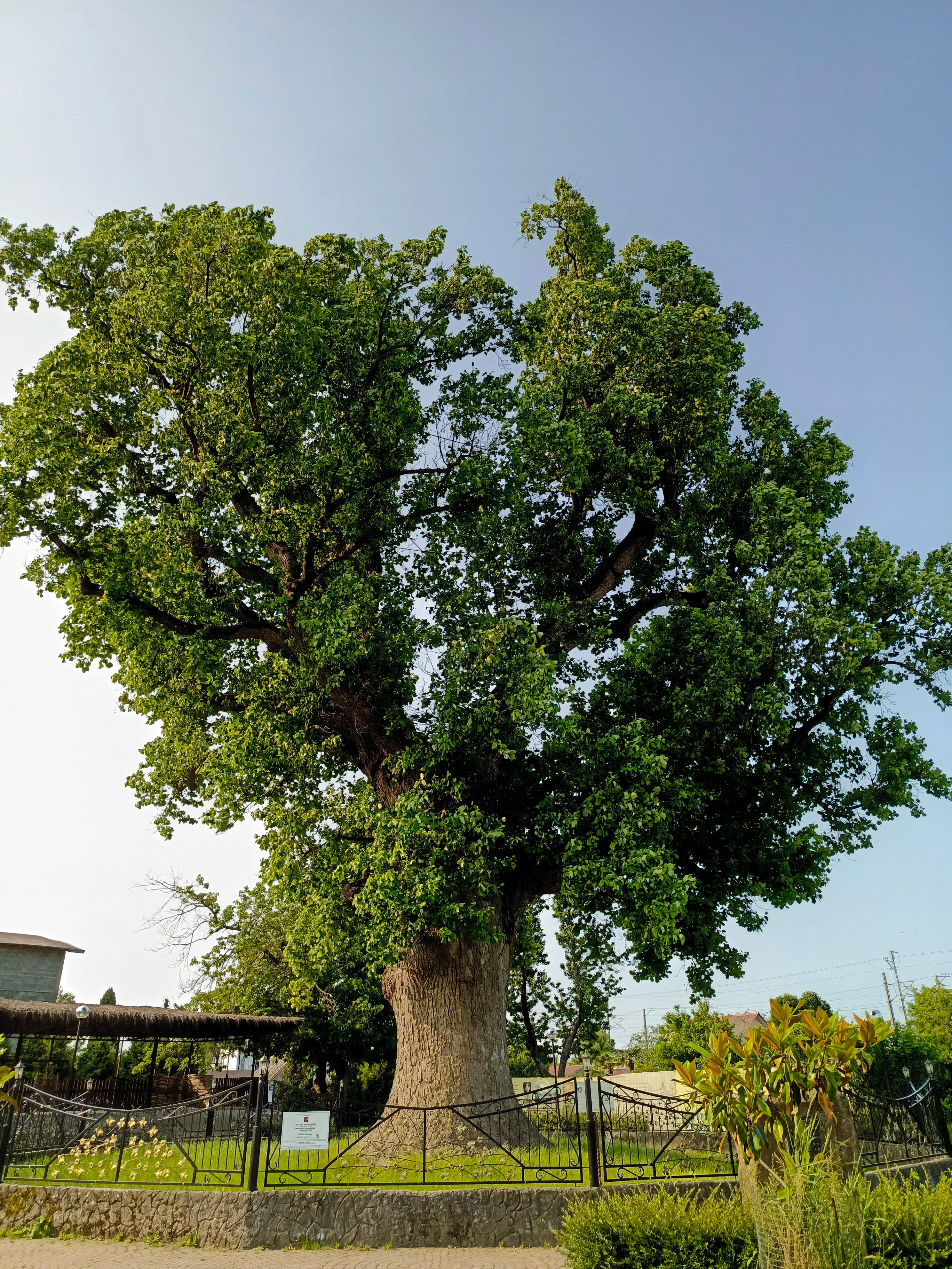 Фото Черный кот