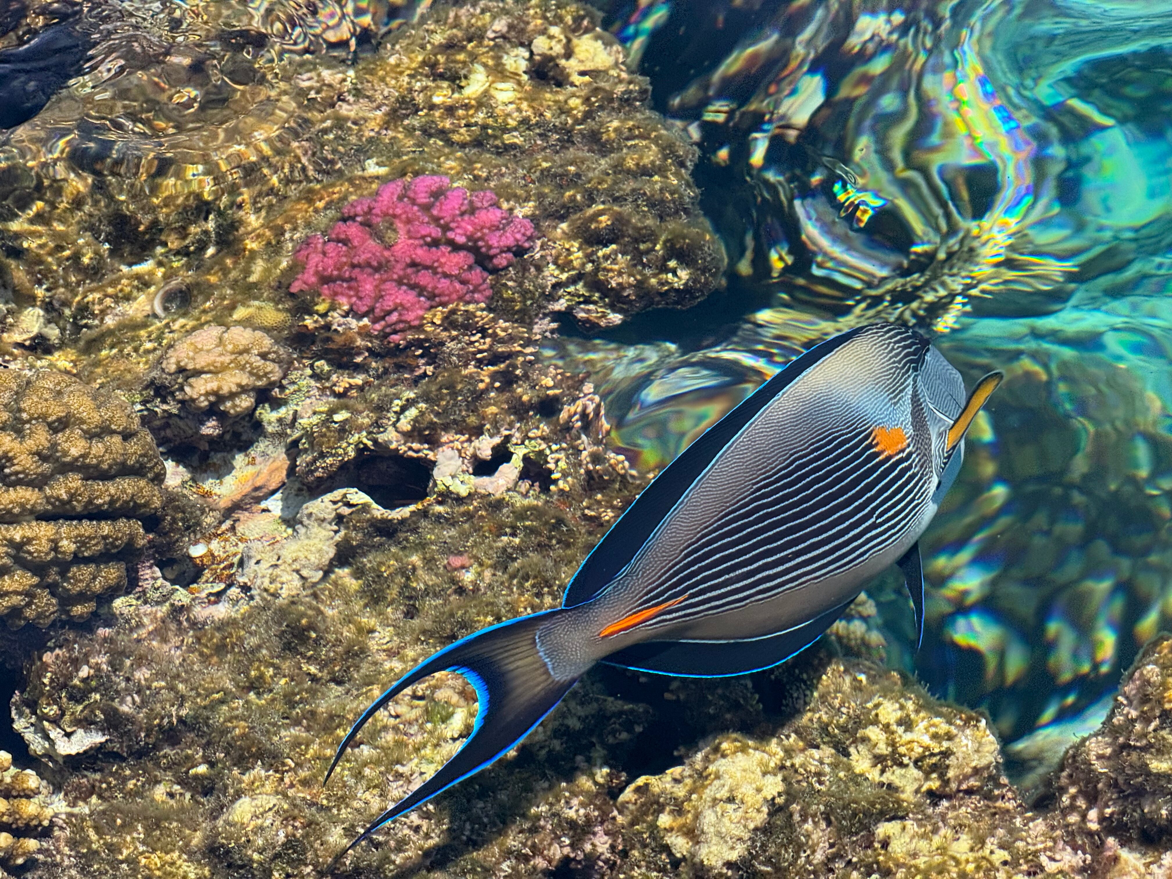 Фото Sultan Gardens Resort