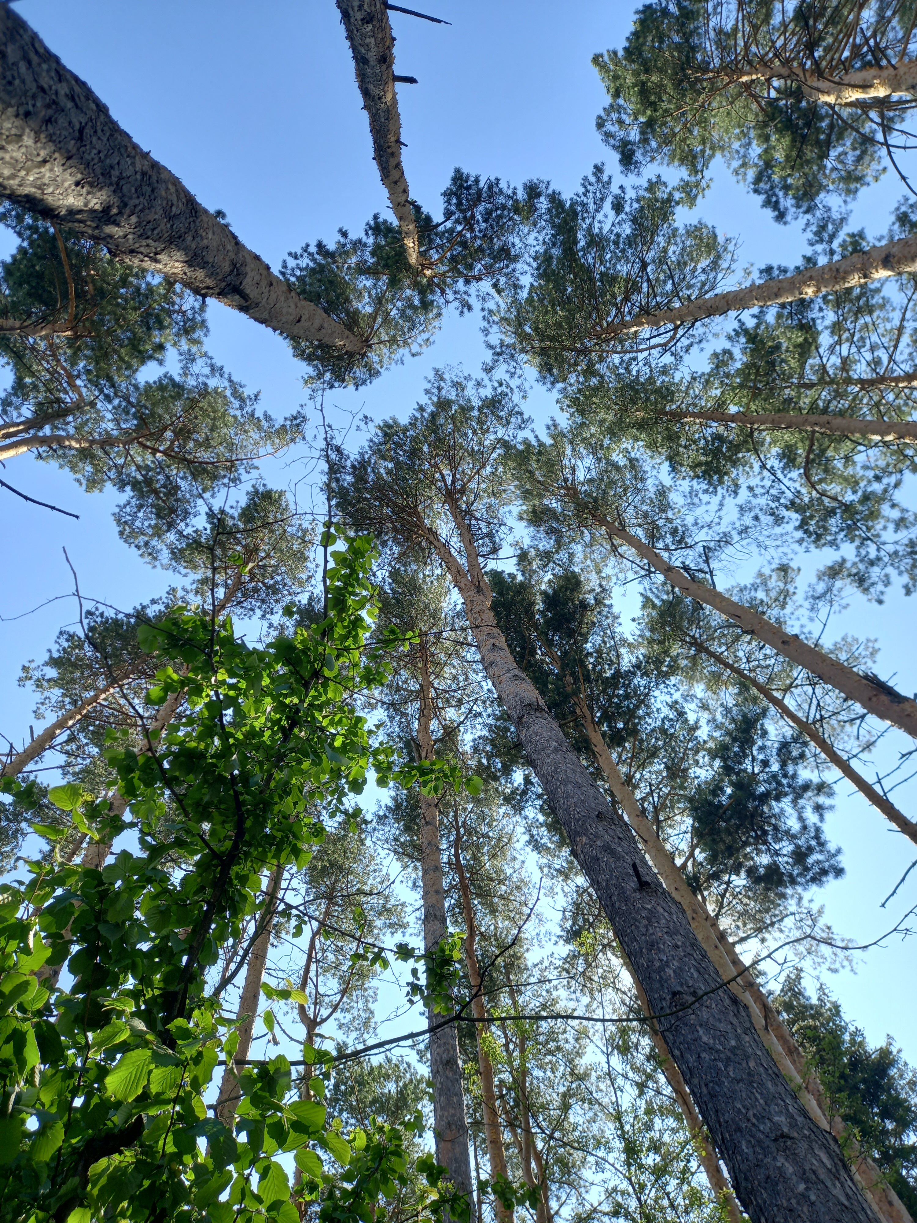 Фото Дрожжино парк