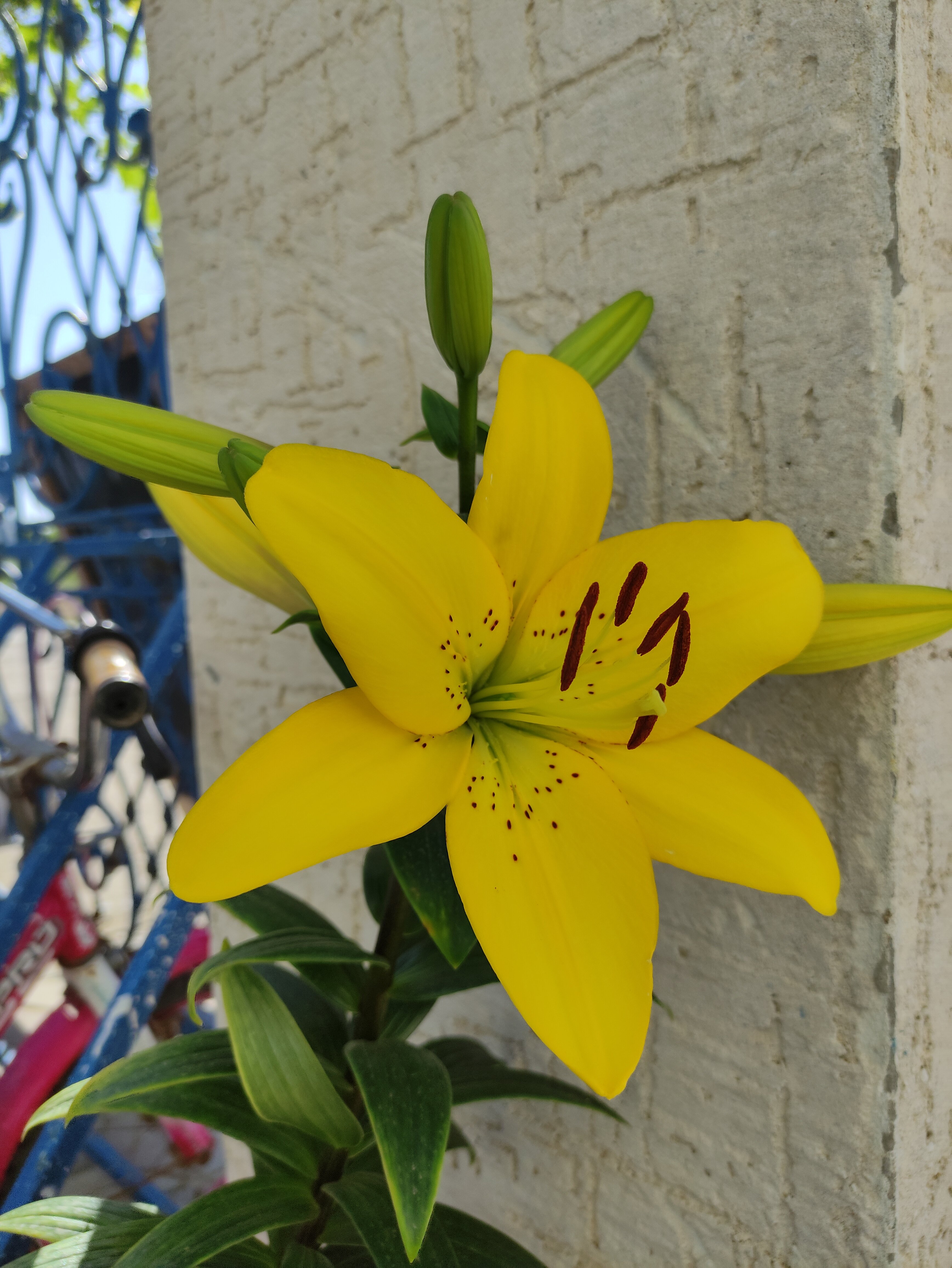 Фото Ультрамарин