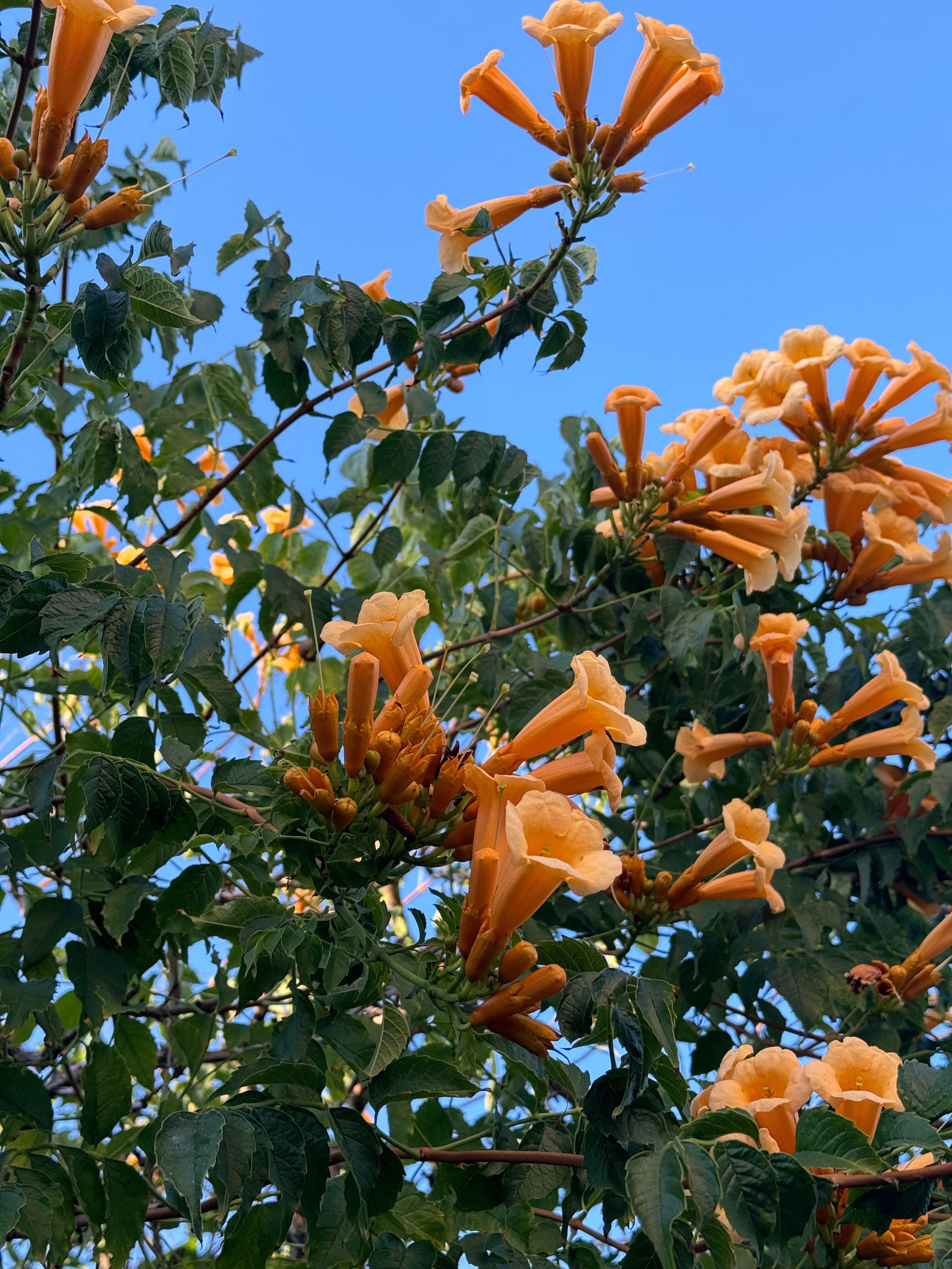 Фото Альбатрос