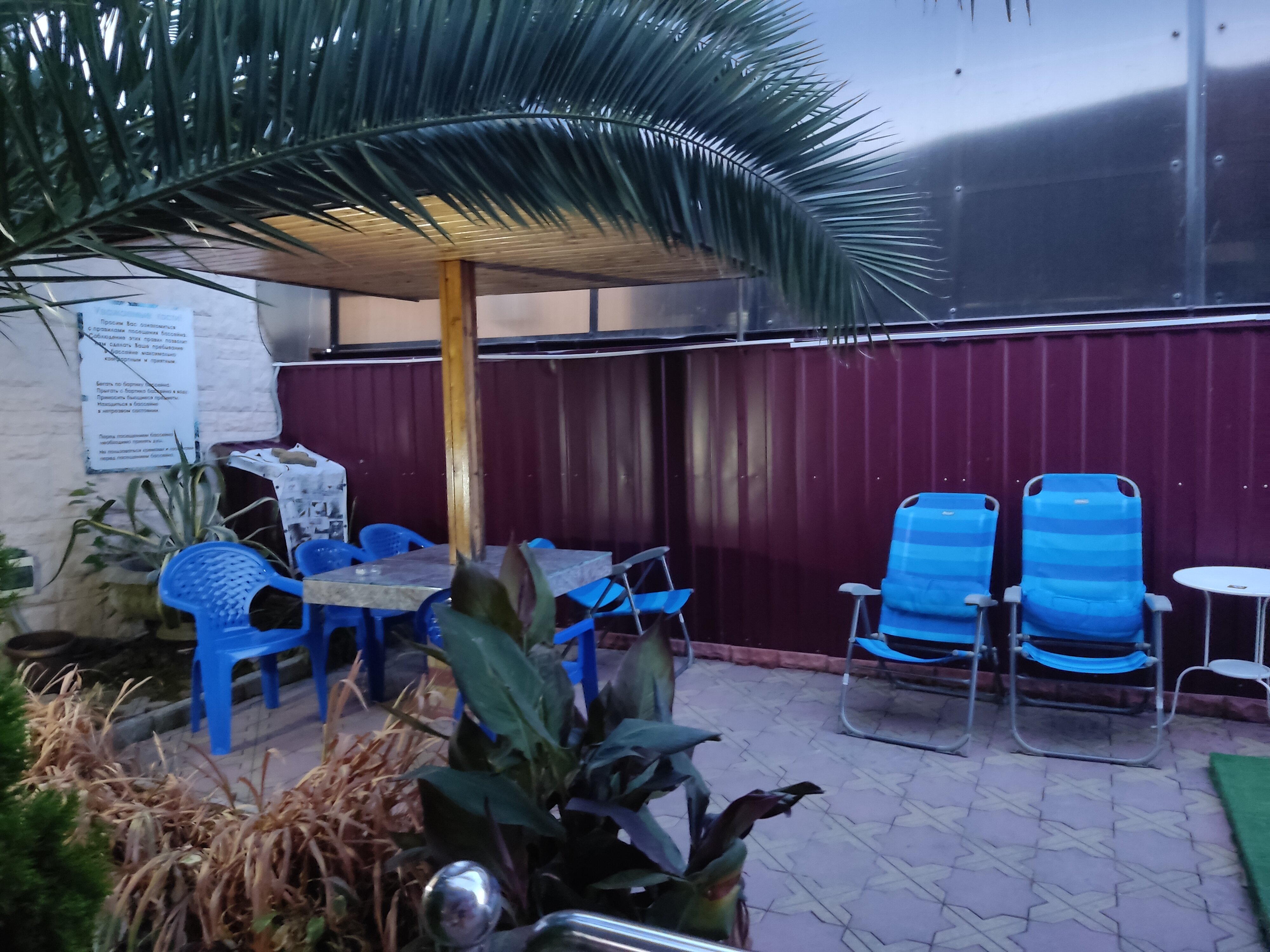 Фото Камелия