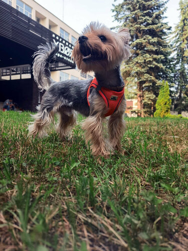 Гостиница Хвоя Ногинск в Ногинске