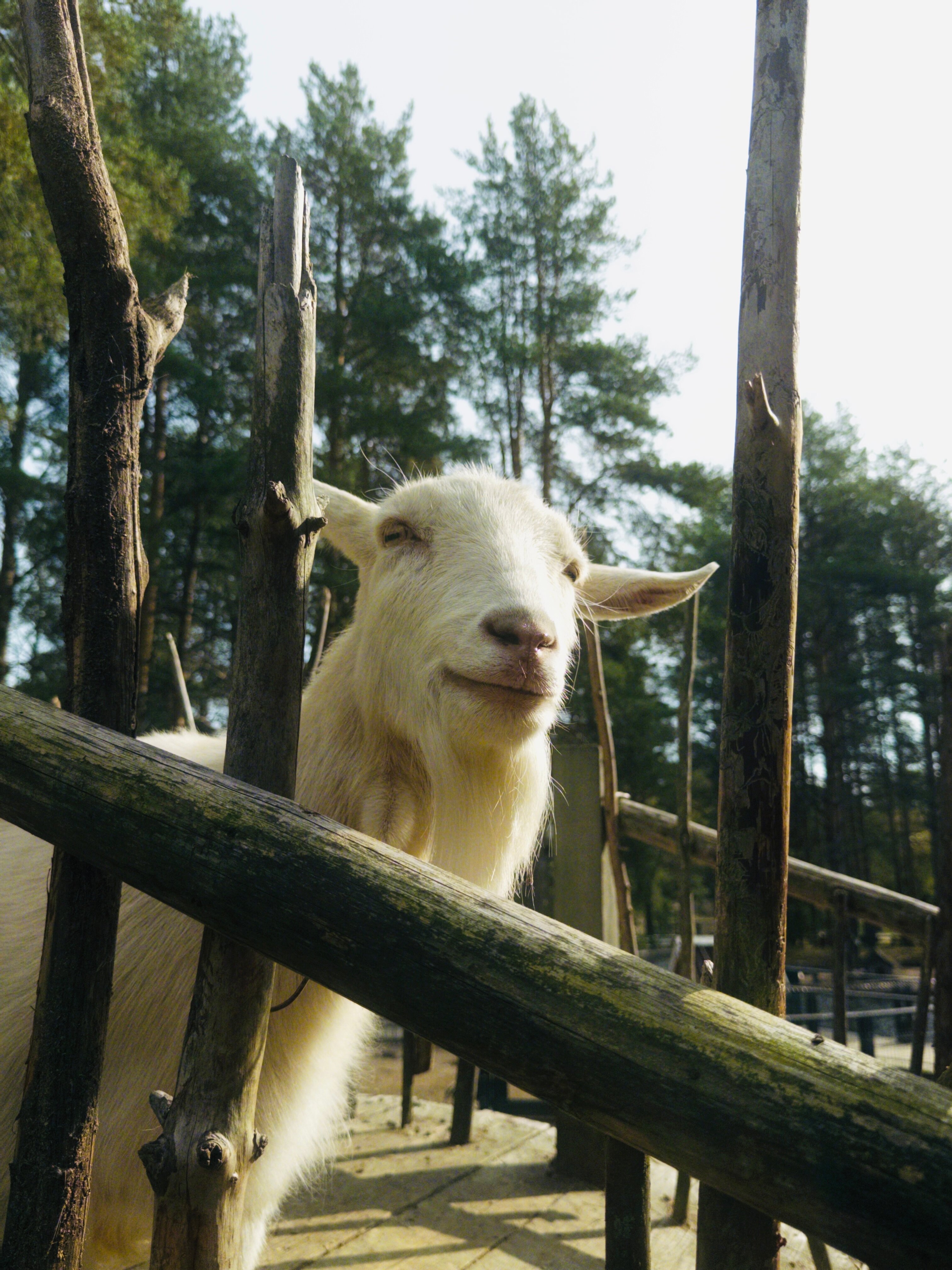 Фото ЕлятыЛодж