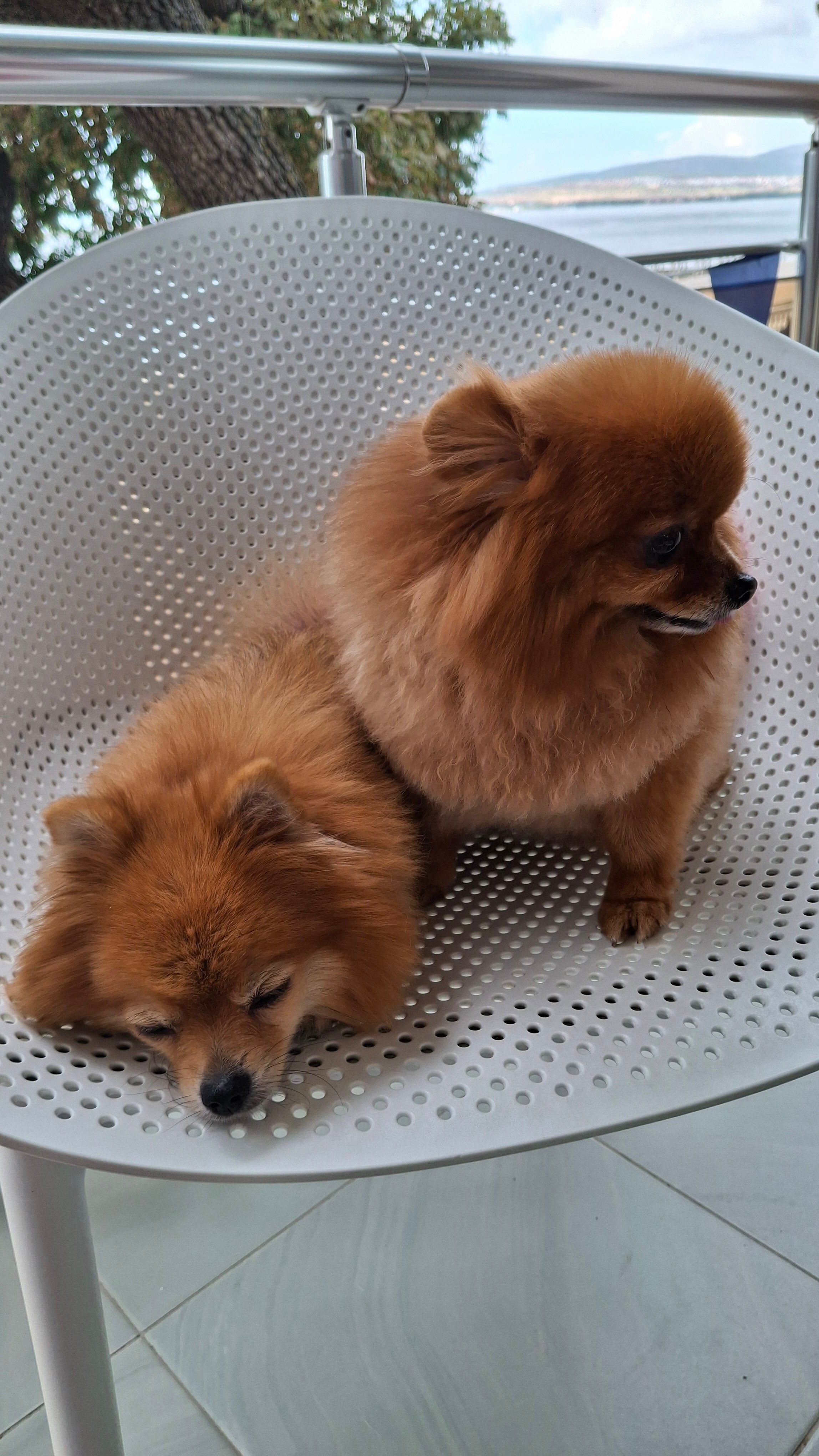 Фото Рони Шелтер