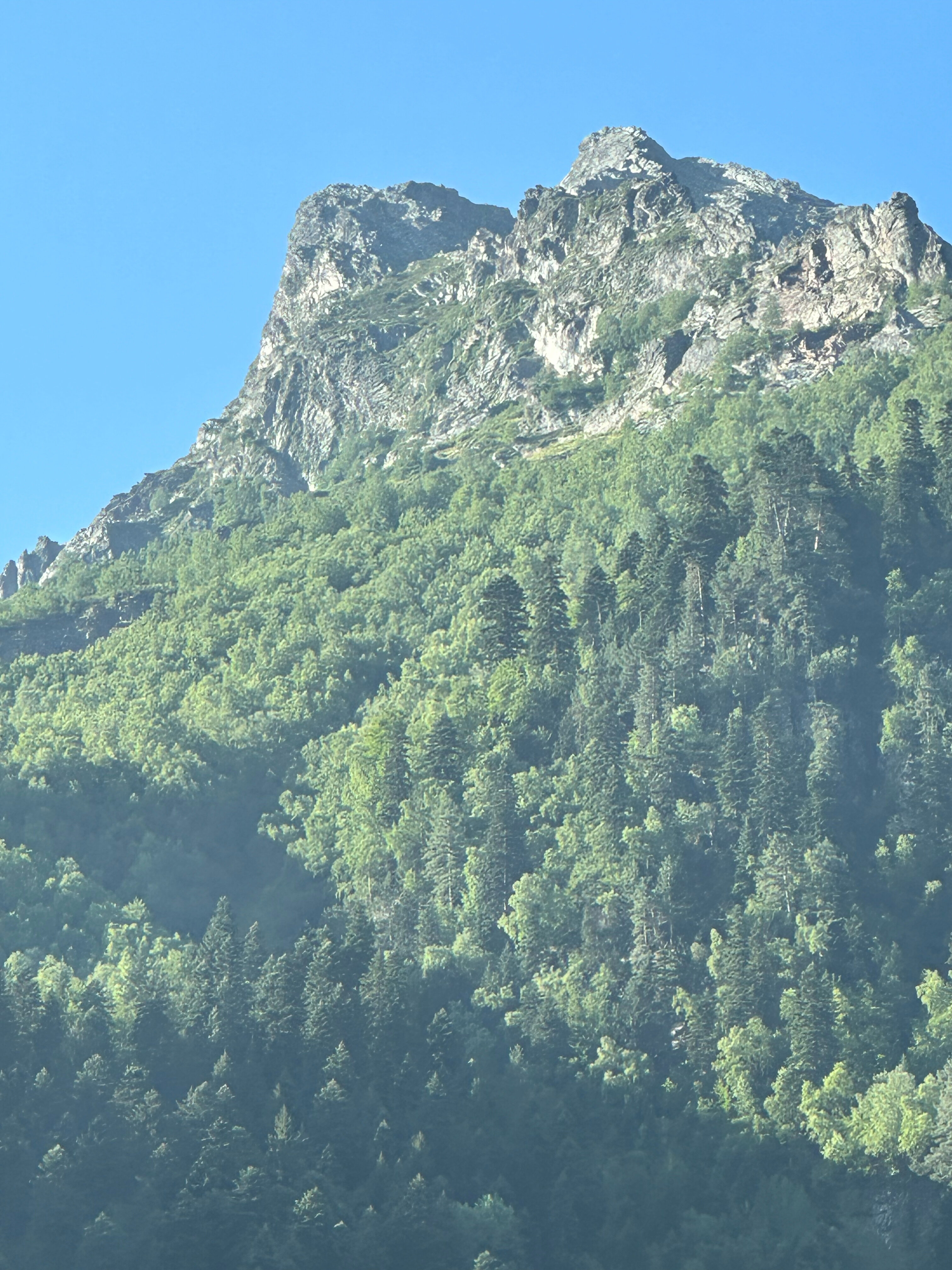 Фото Снежный Барс