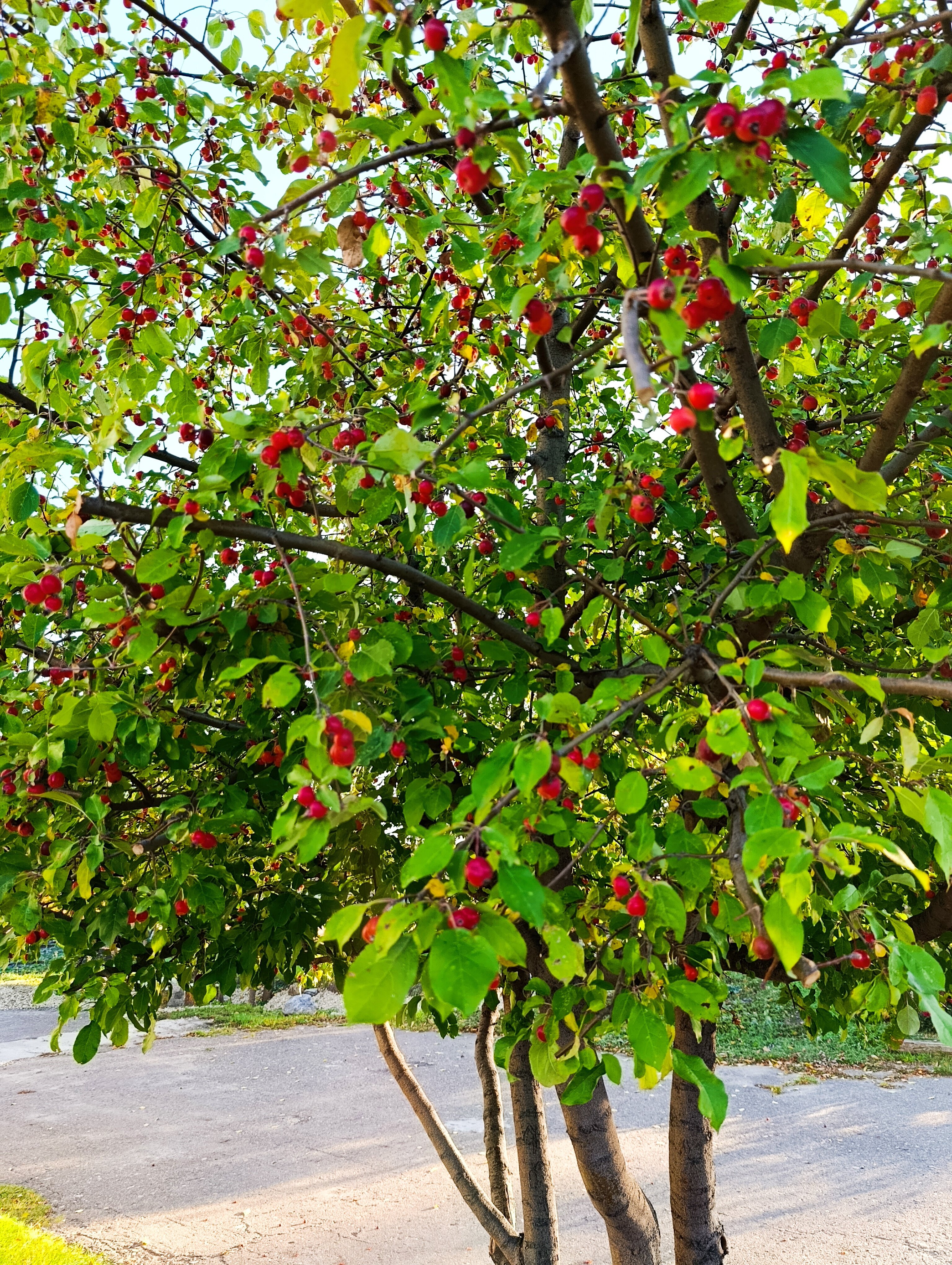 Фото Улитка