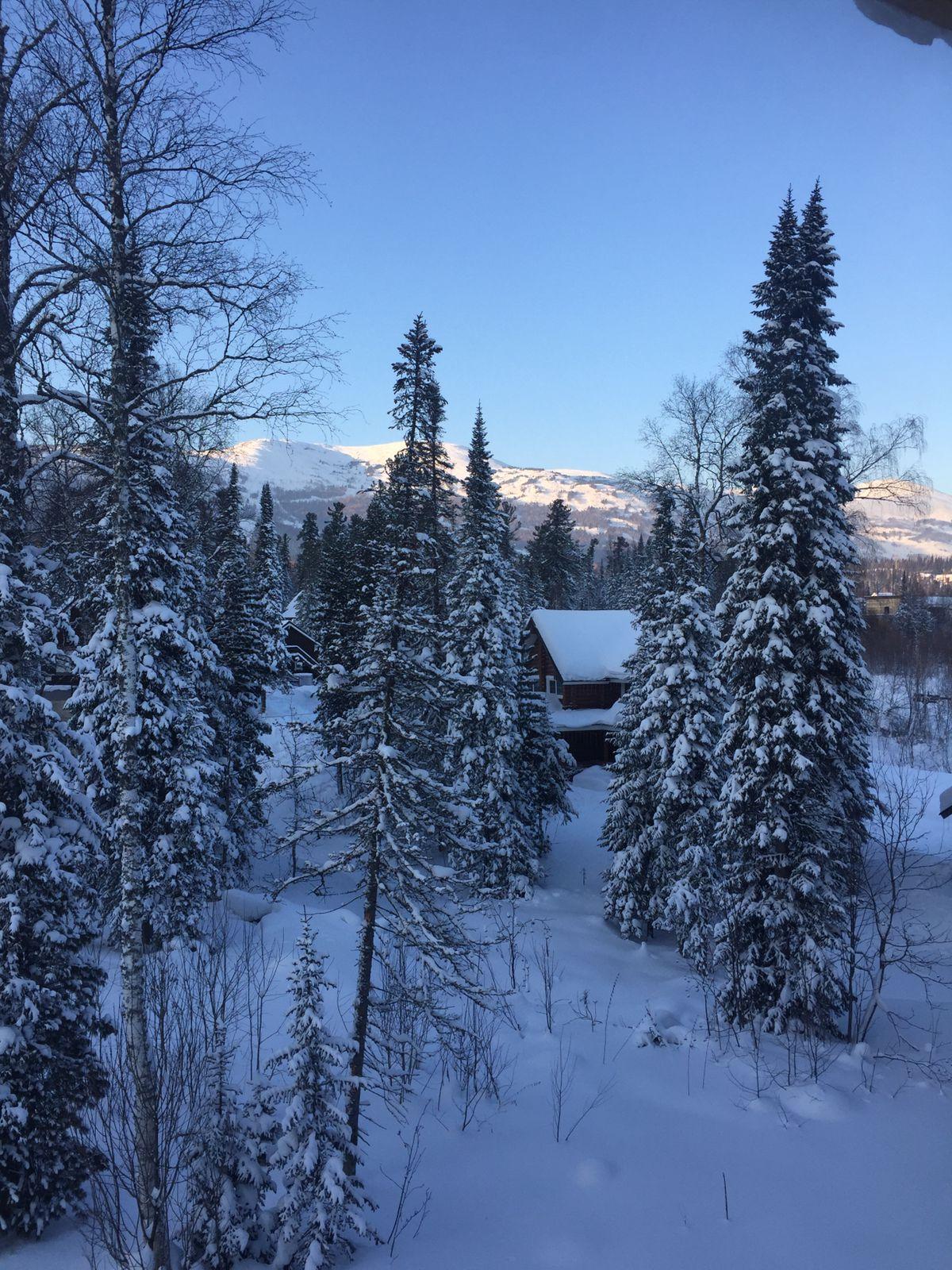 Фото Сила Сибири