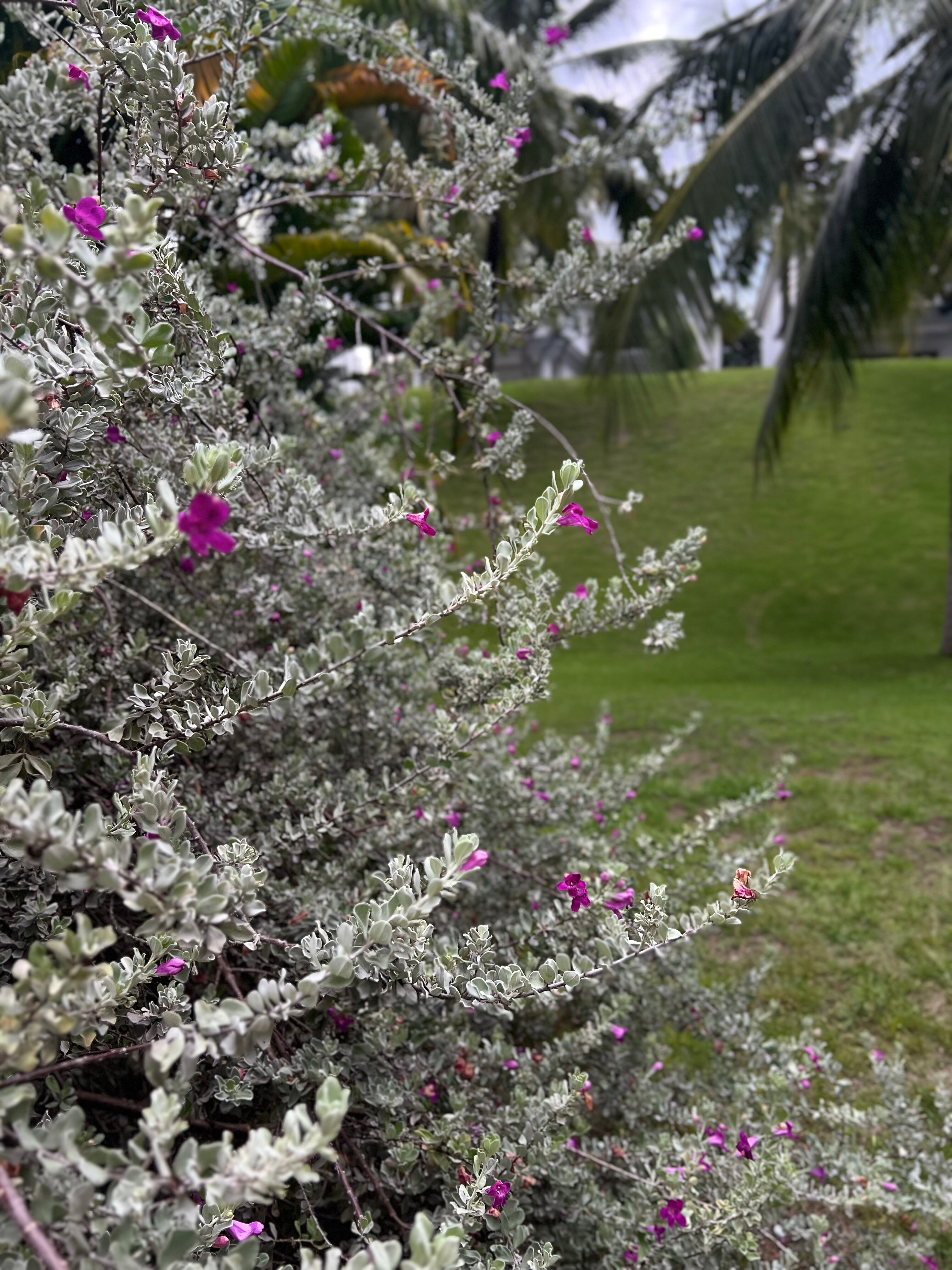 Фото Melia Vinpearl Cam Ranh Beach Resort