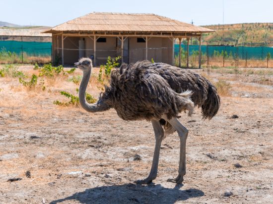 Фото Rano Eco Village