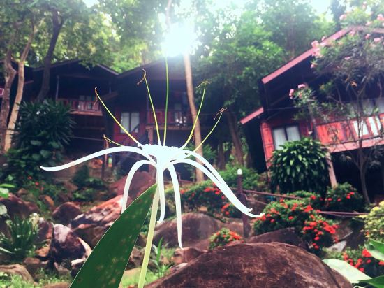 Фото Phi Phi Green Hill Resort