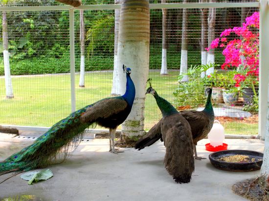 Фото Xiamen C&d Hotel-Free Welcome Snacks-Oasis Garden