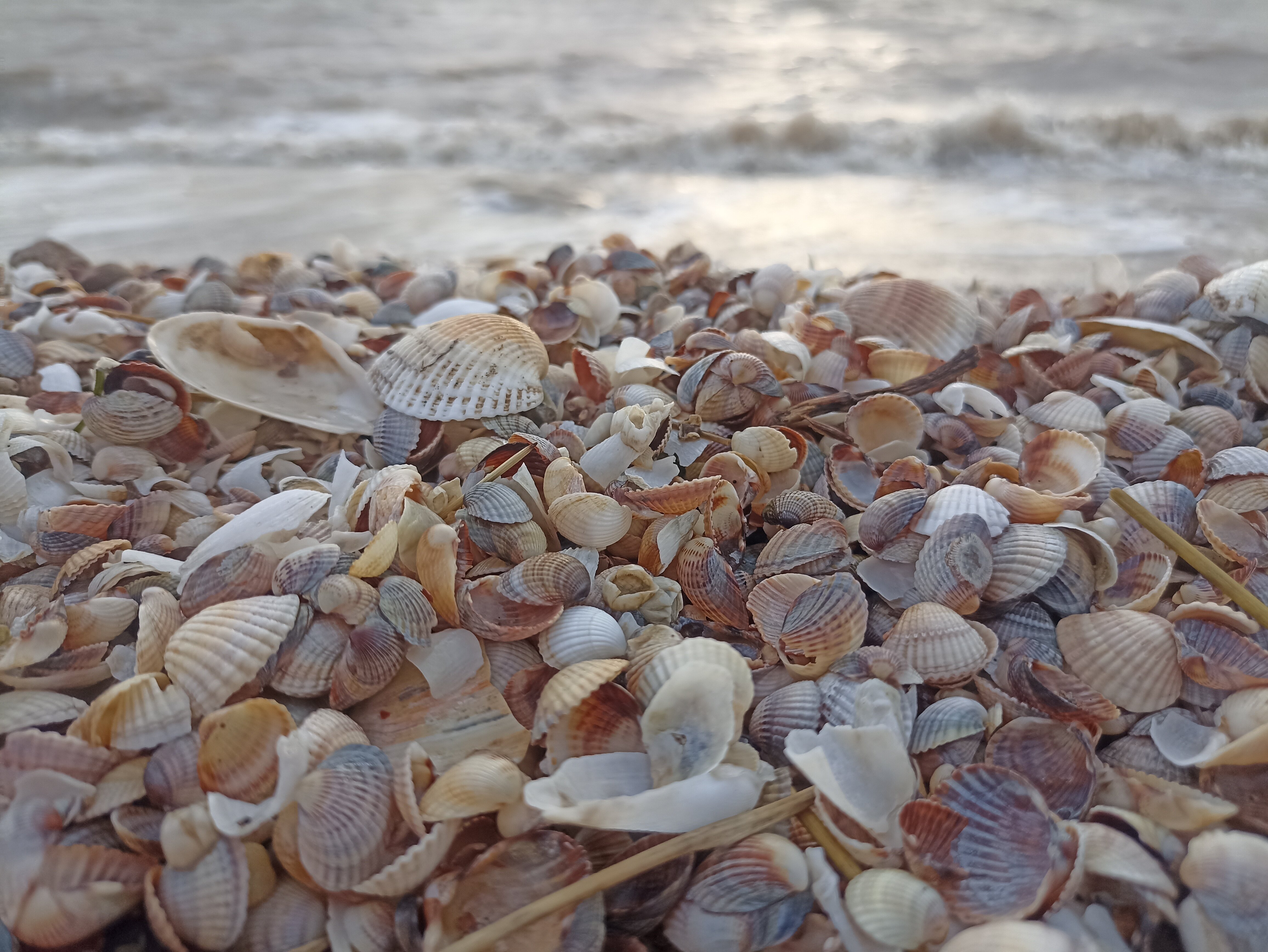 Фото Ясенская коса