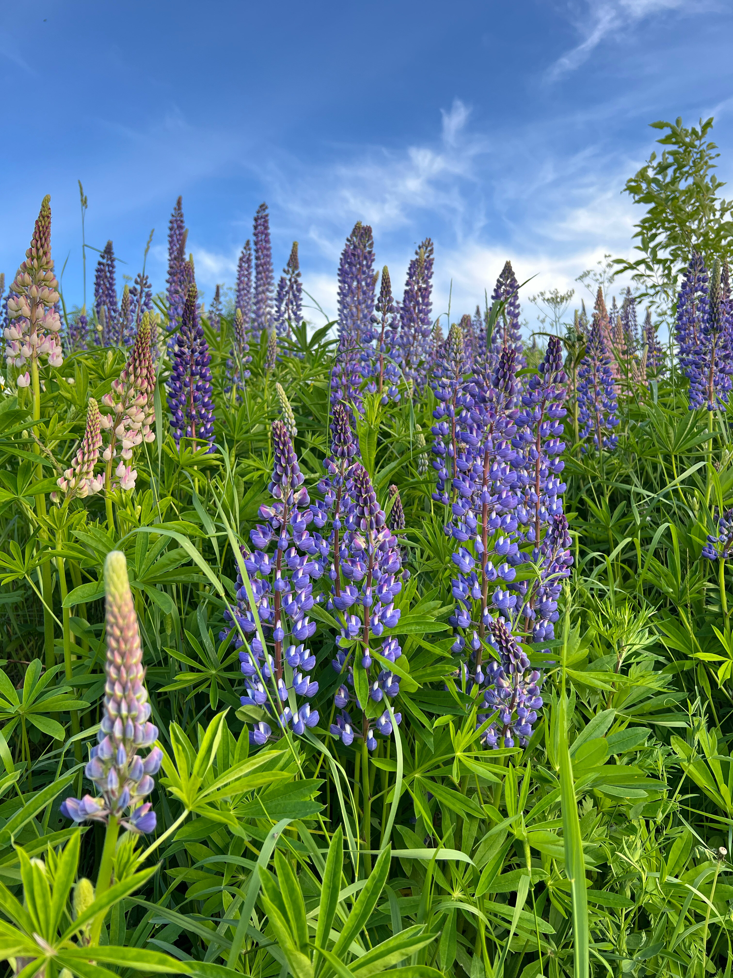 Фото Этнический хутор Каменная Карелия