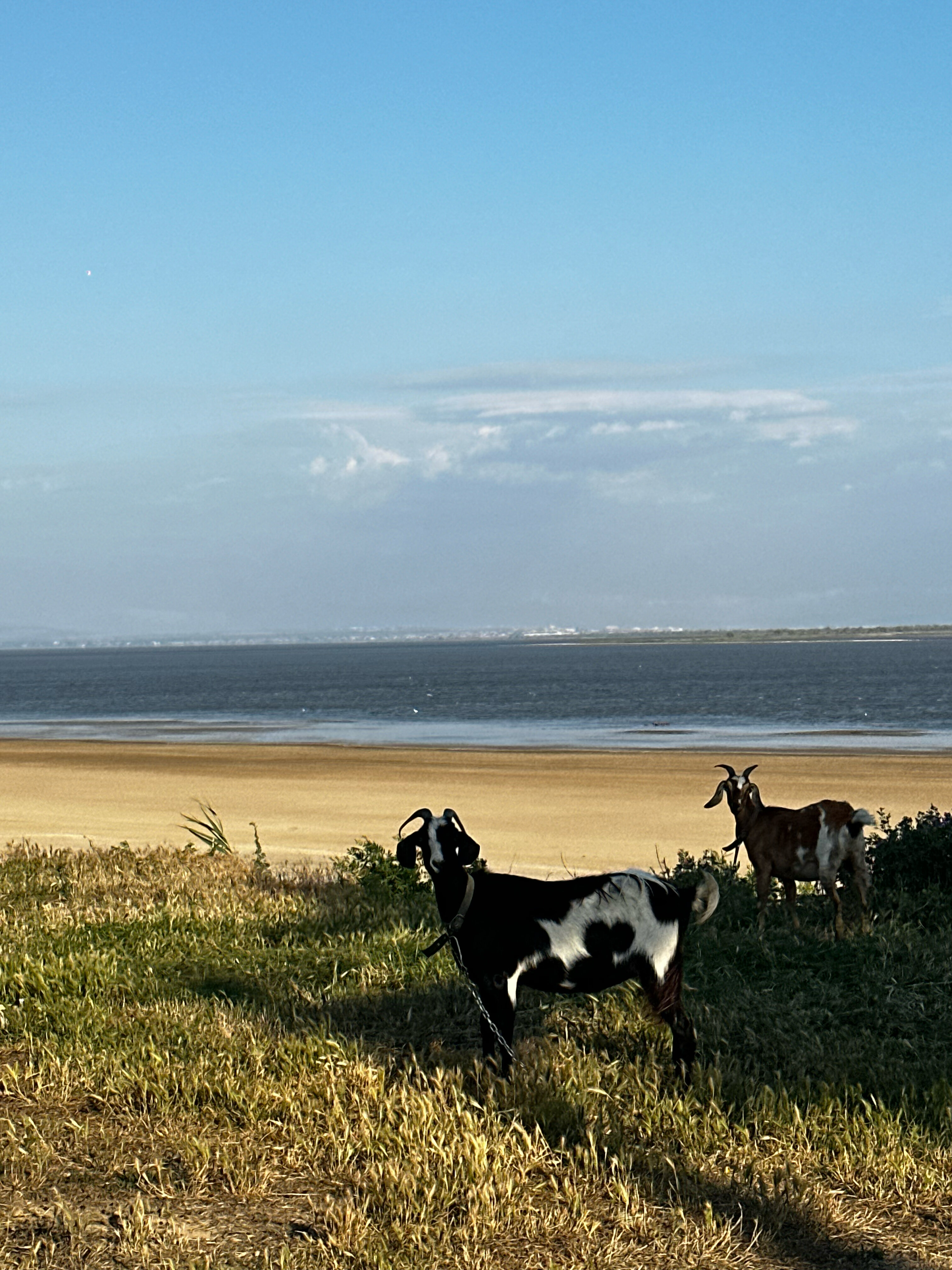 Фото Экзотик Эльвар