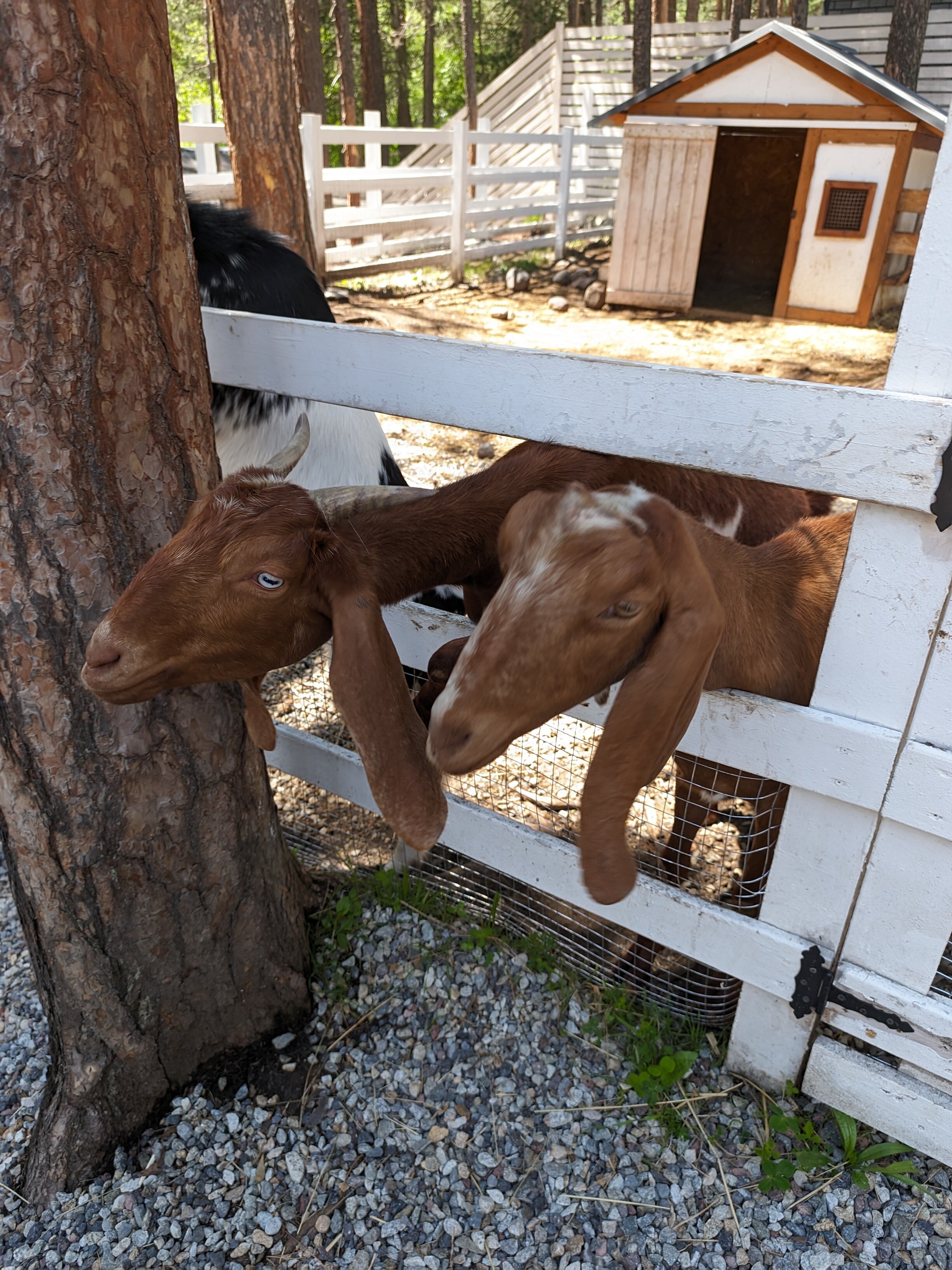 Фото Эль. Апартментс