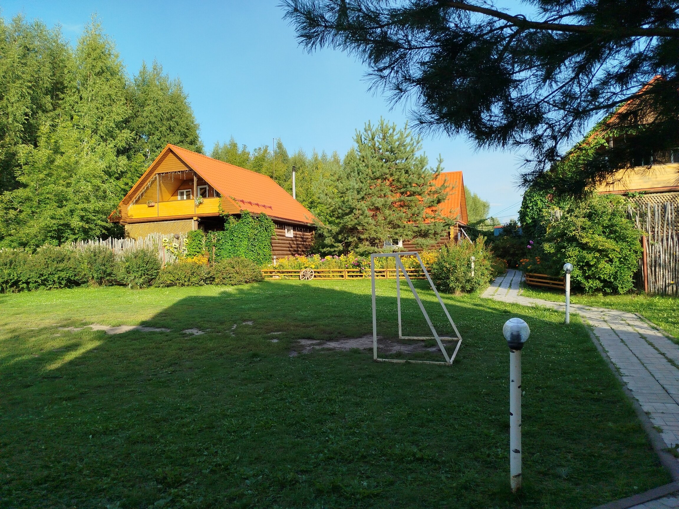 Фото Подсолнух