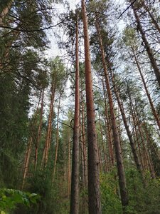 Иное жильё Ёлки-иголки