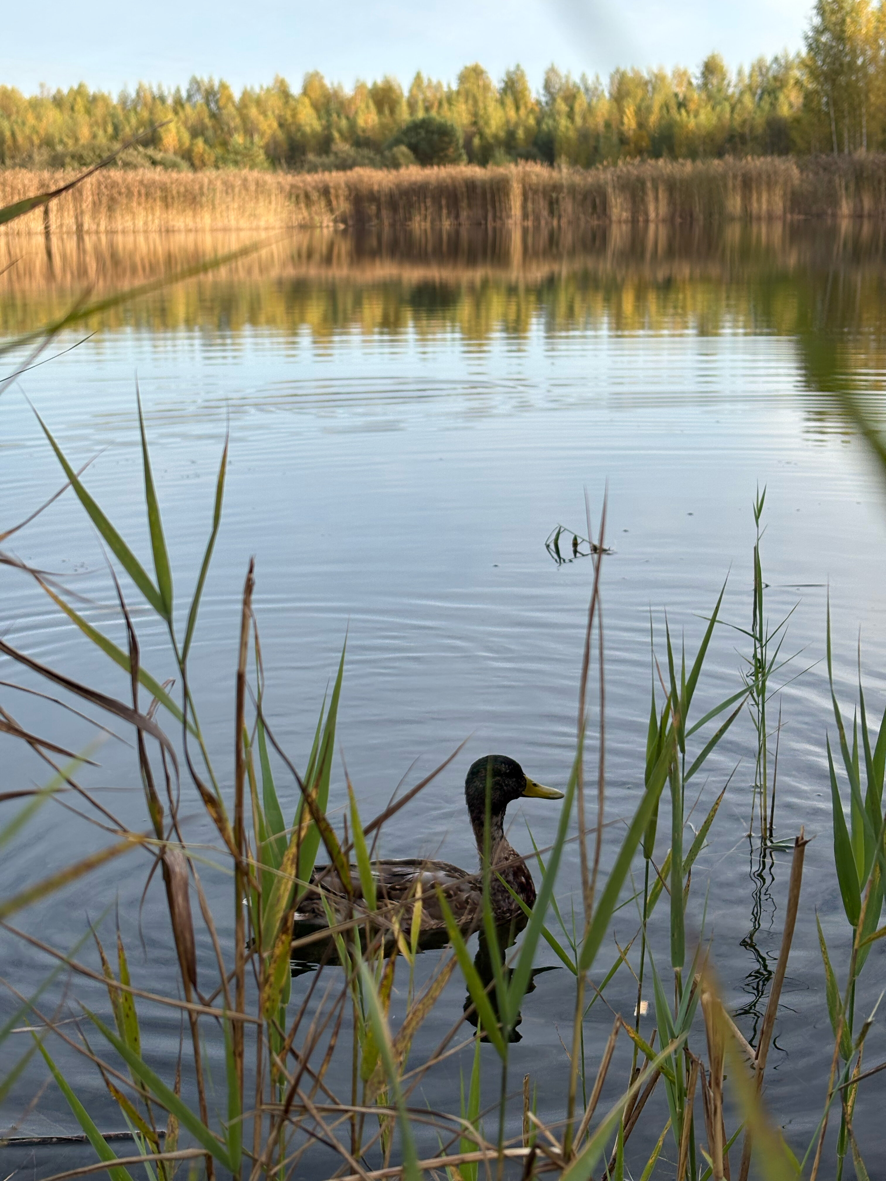Фото Ладонь ветра