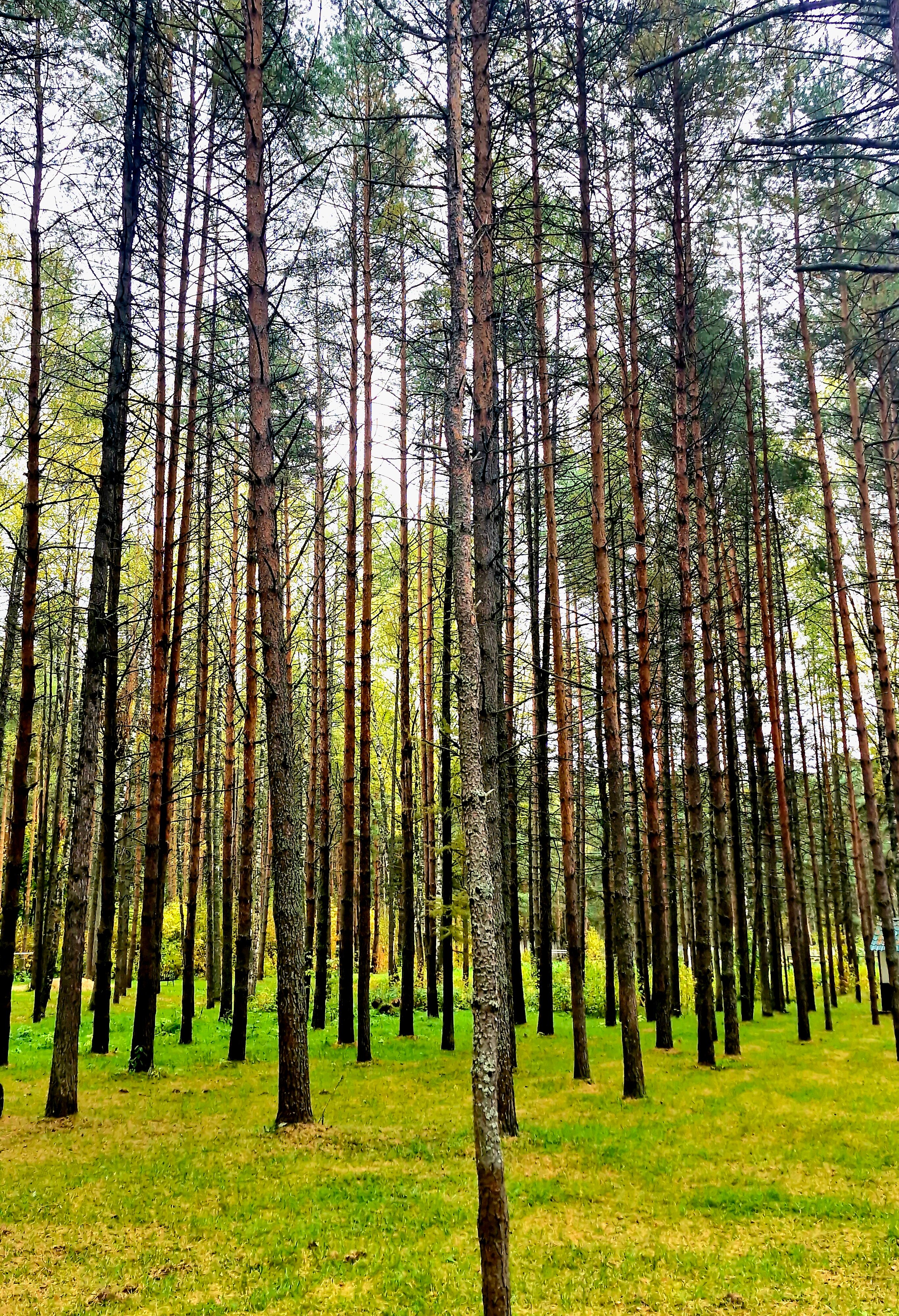 Фото Губернский двор